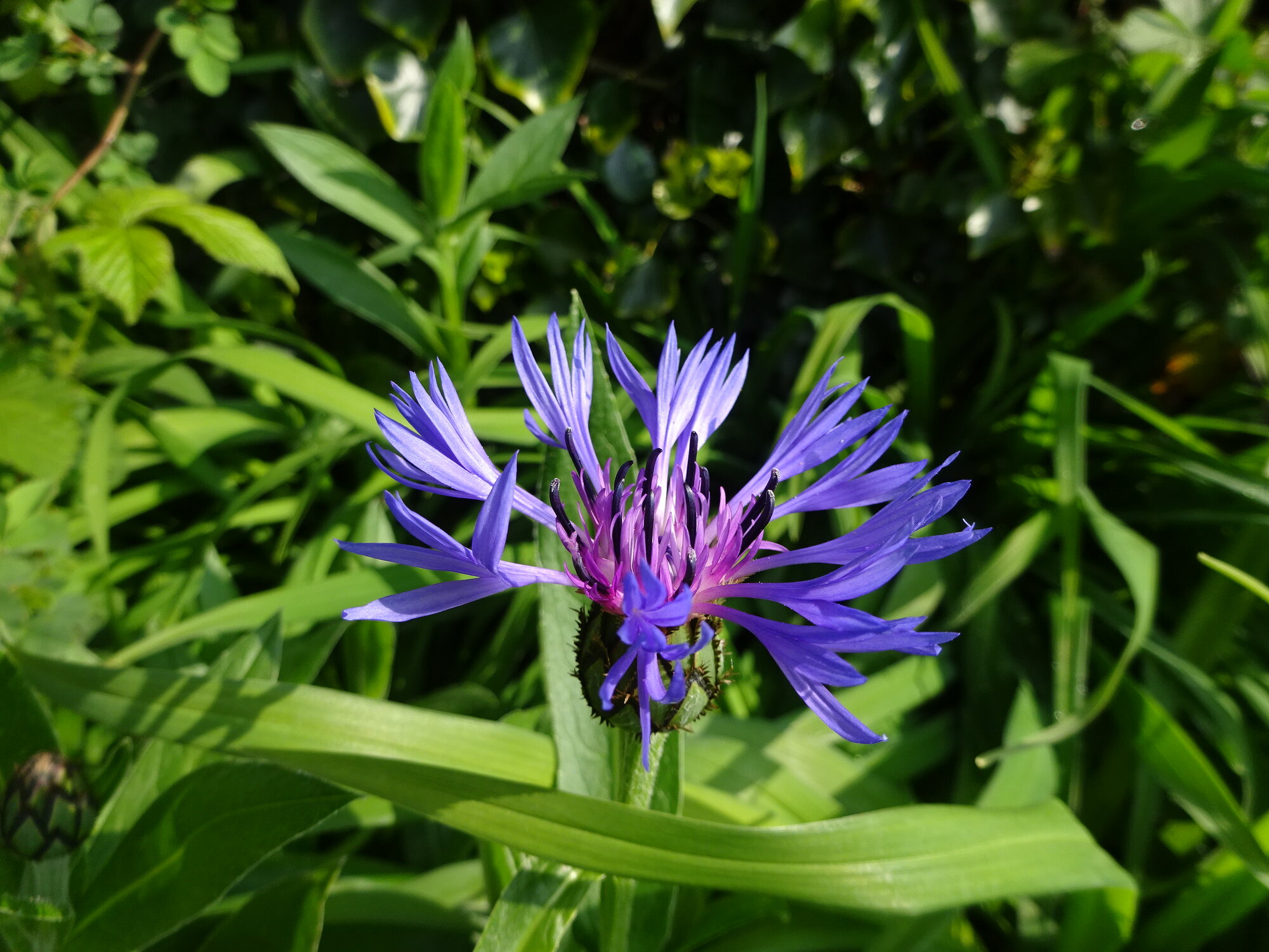 Springtacular Flower 18.jpg