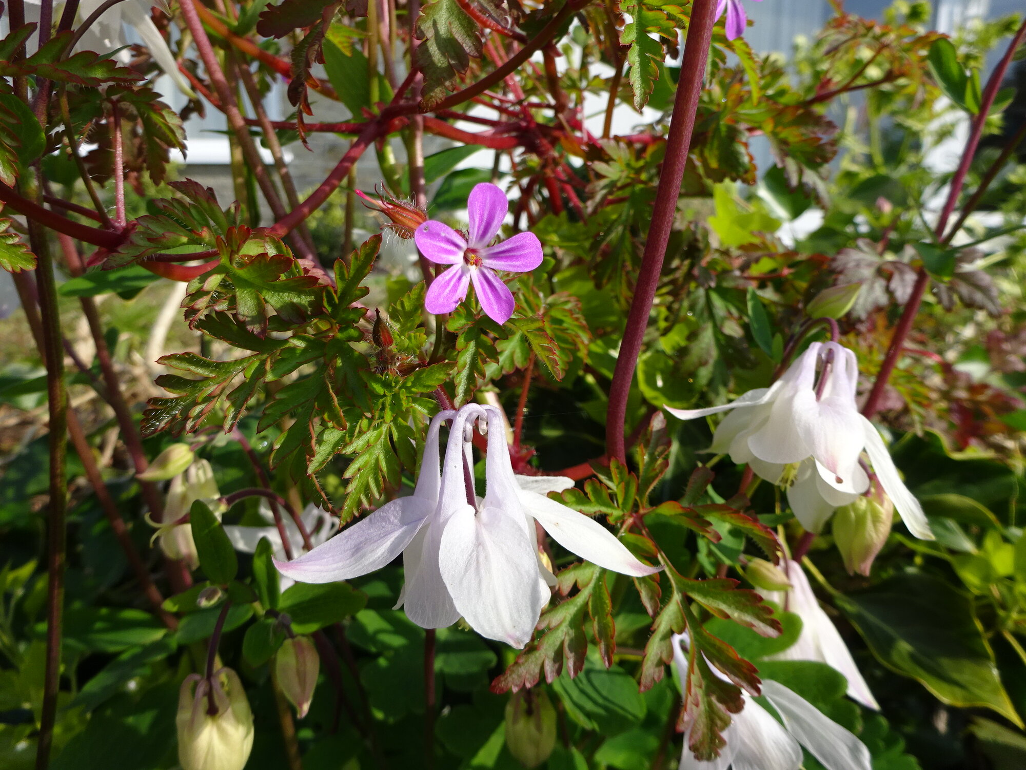 Springtacular Flower 19.jpg