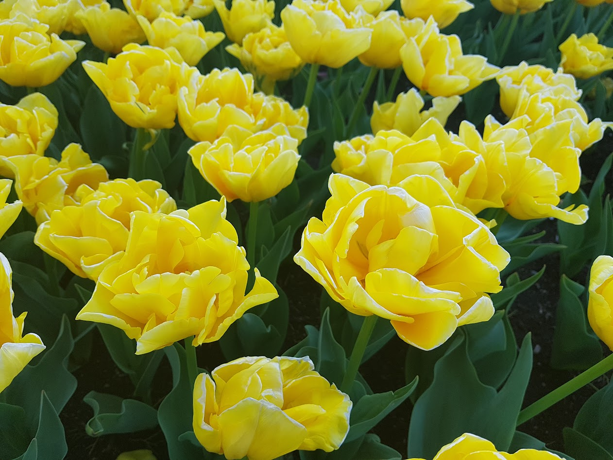 Springtacular Flower 2.png