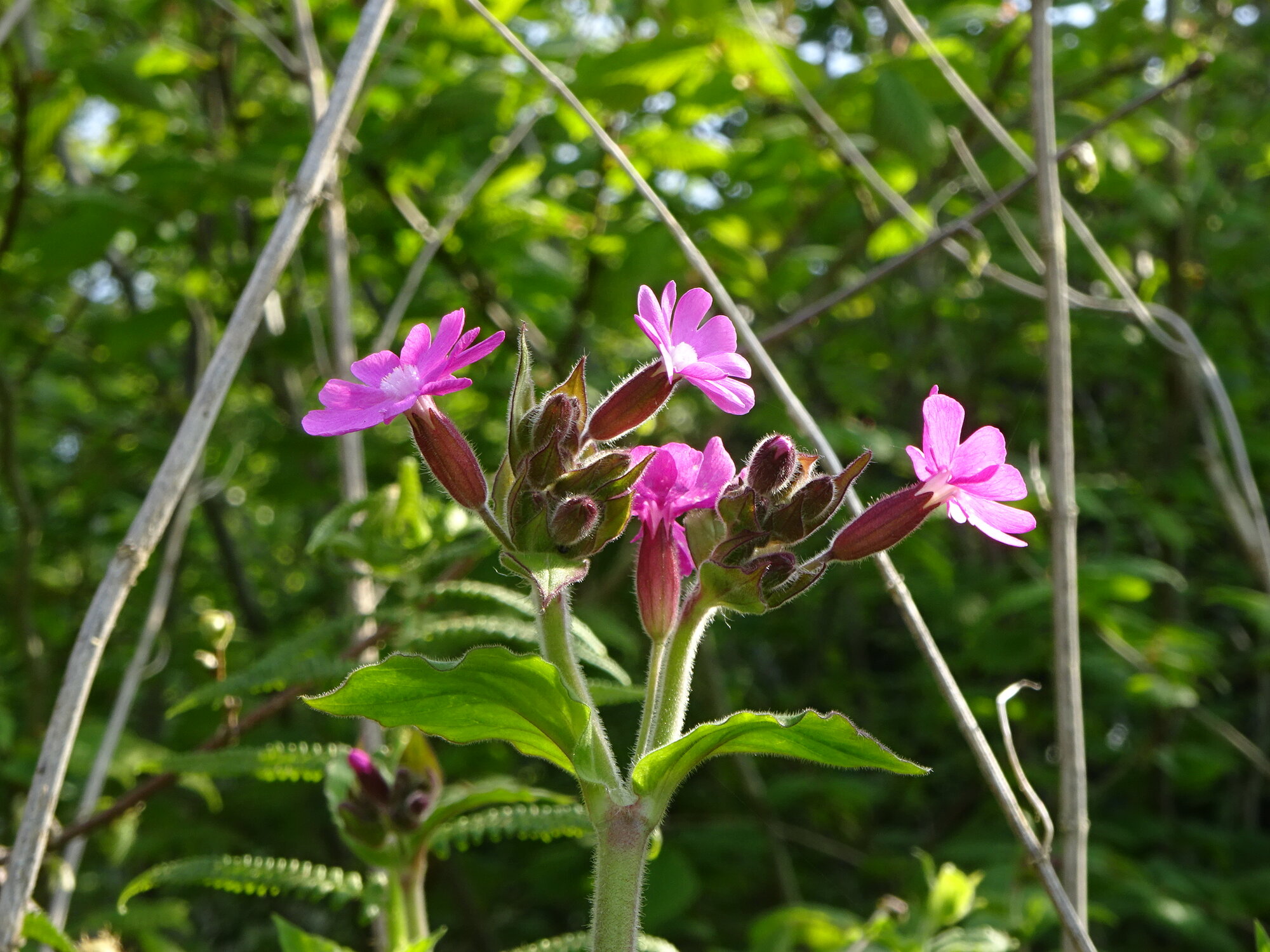 Springtacular Flower 20.jpg