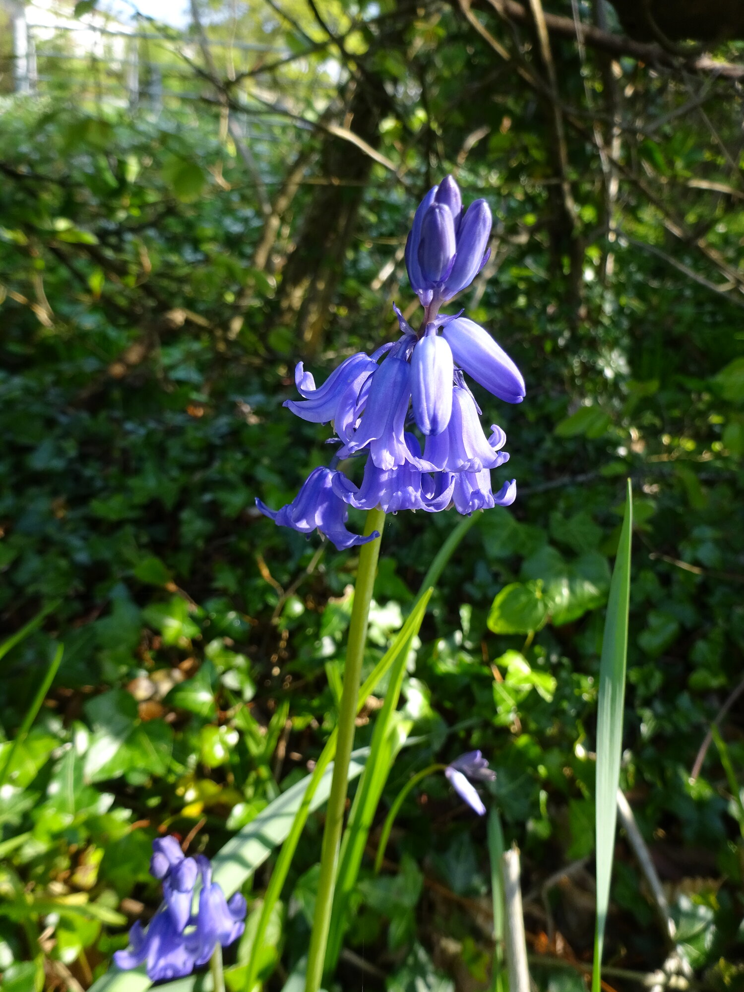 Springtacular Flower 21.jpg