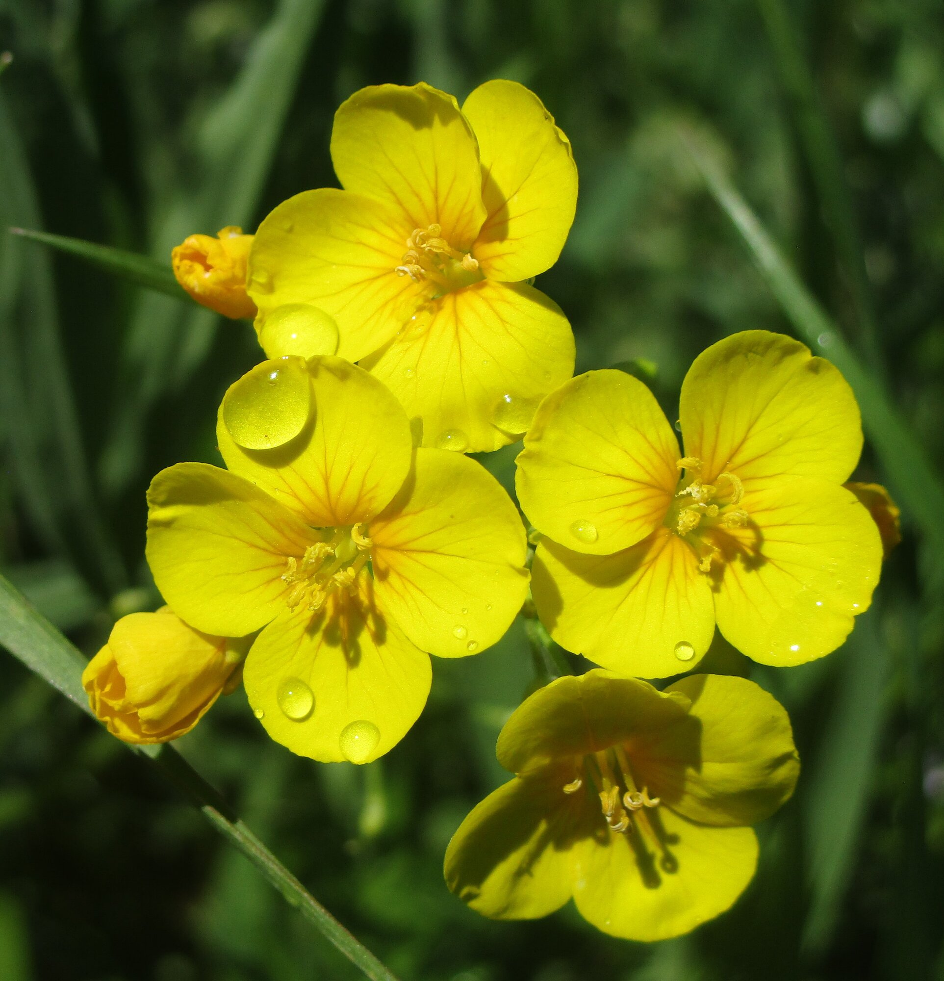 Springtacular Flower 24.jpg