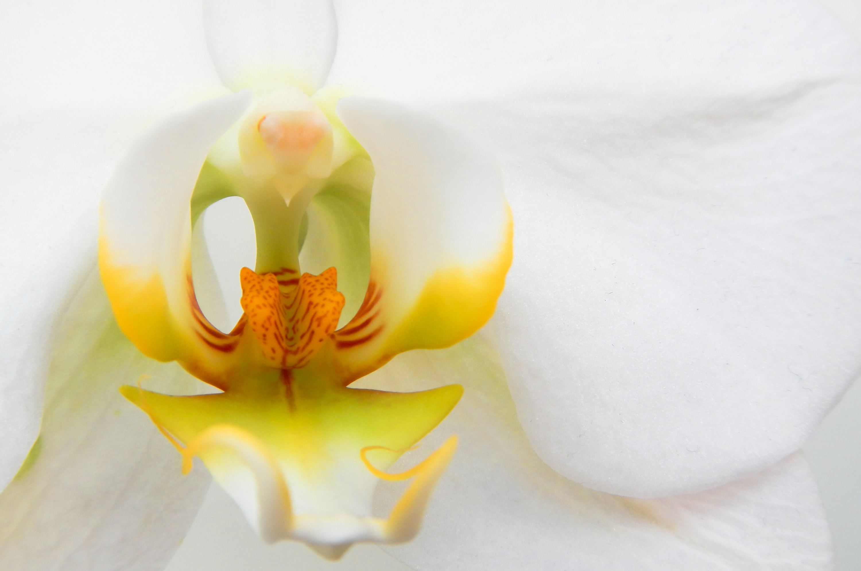 Springtacular Flower 26.jpg