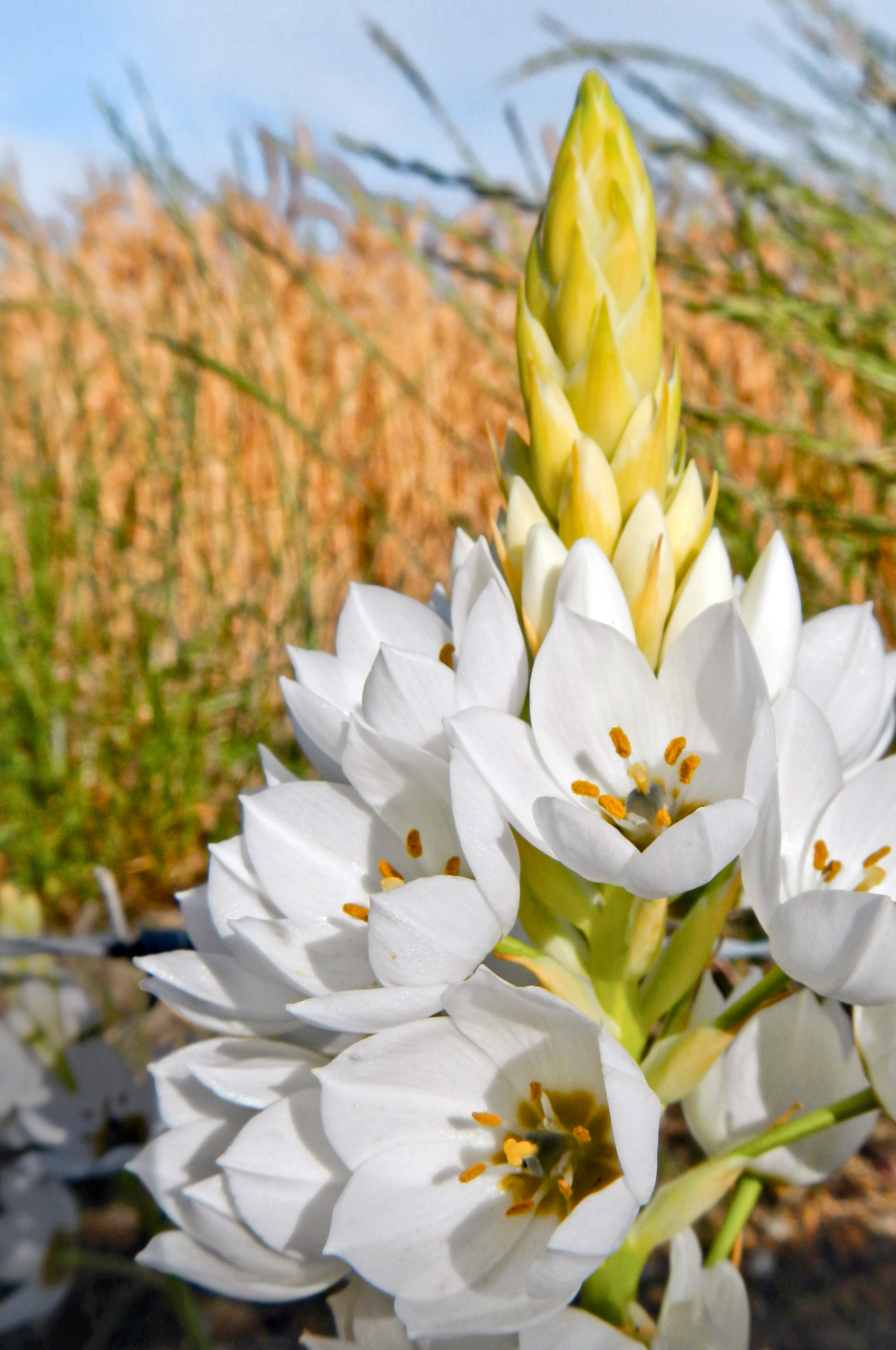 Springtacular Flower 27.jpg