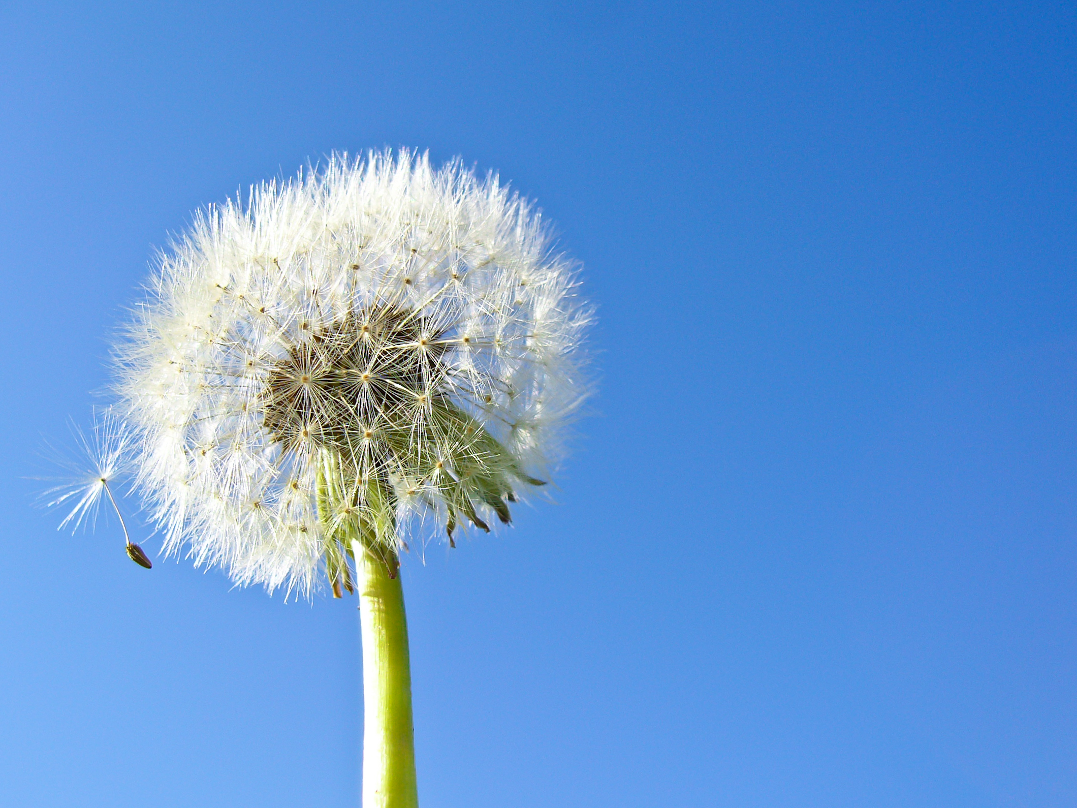 Springtacular Flower 28.jpg