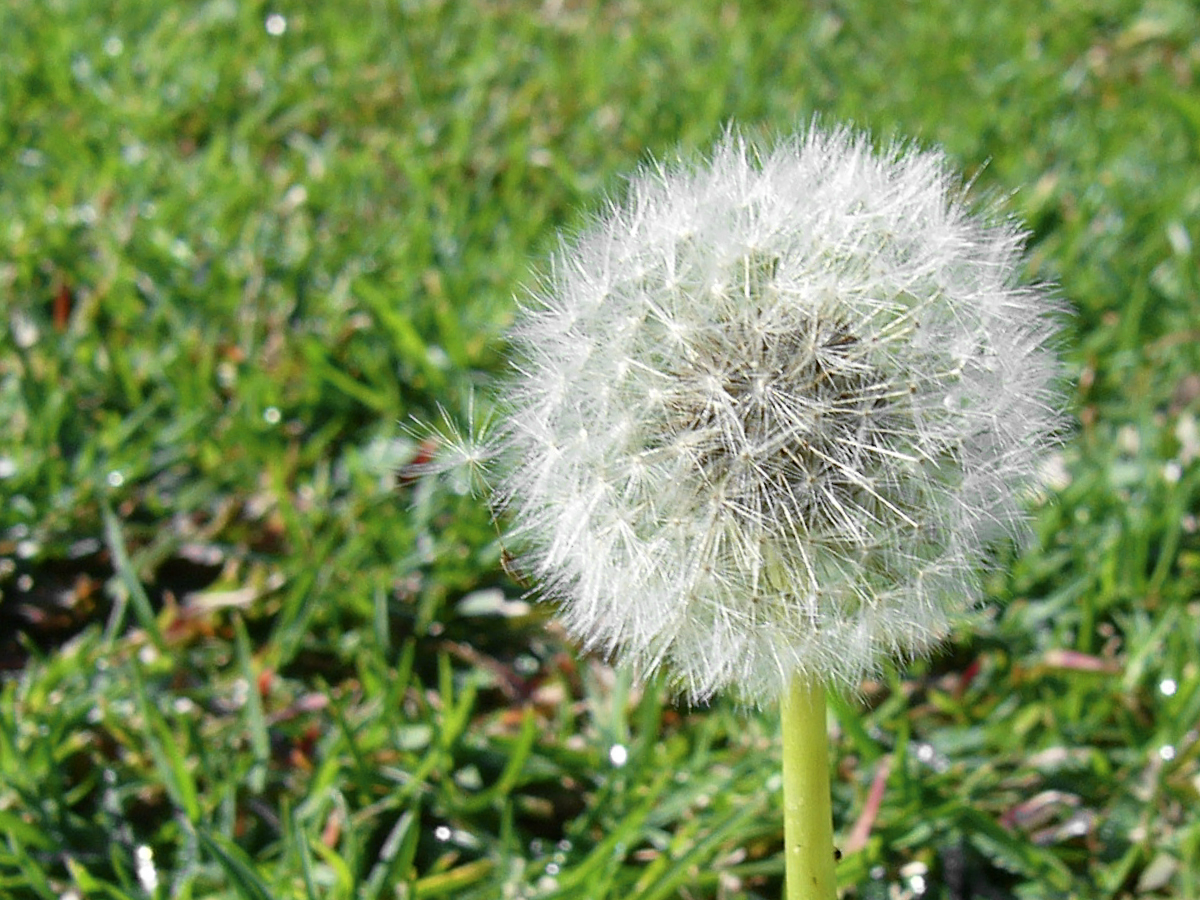 Springtacular Flower 29.jpg