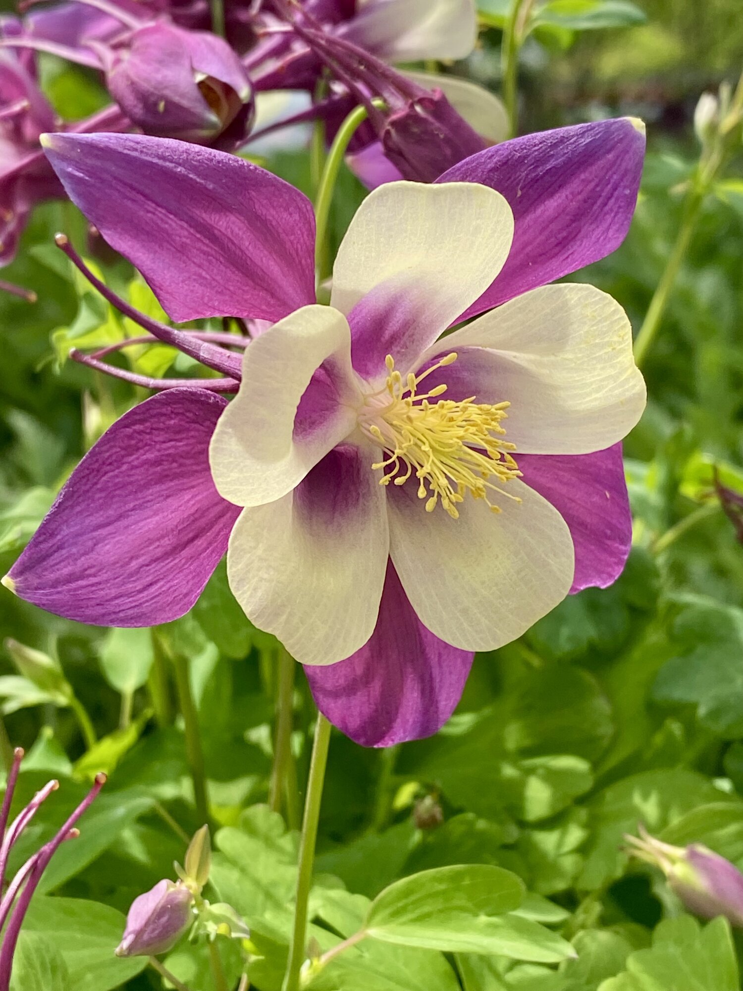 Springtacular Flower 30.jpg