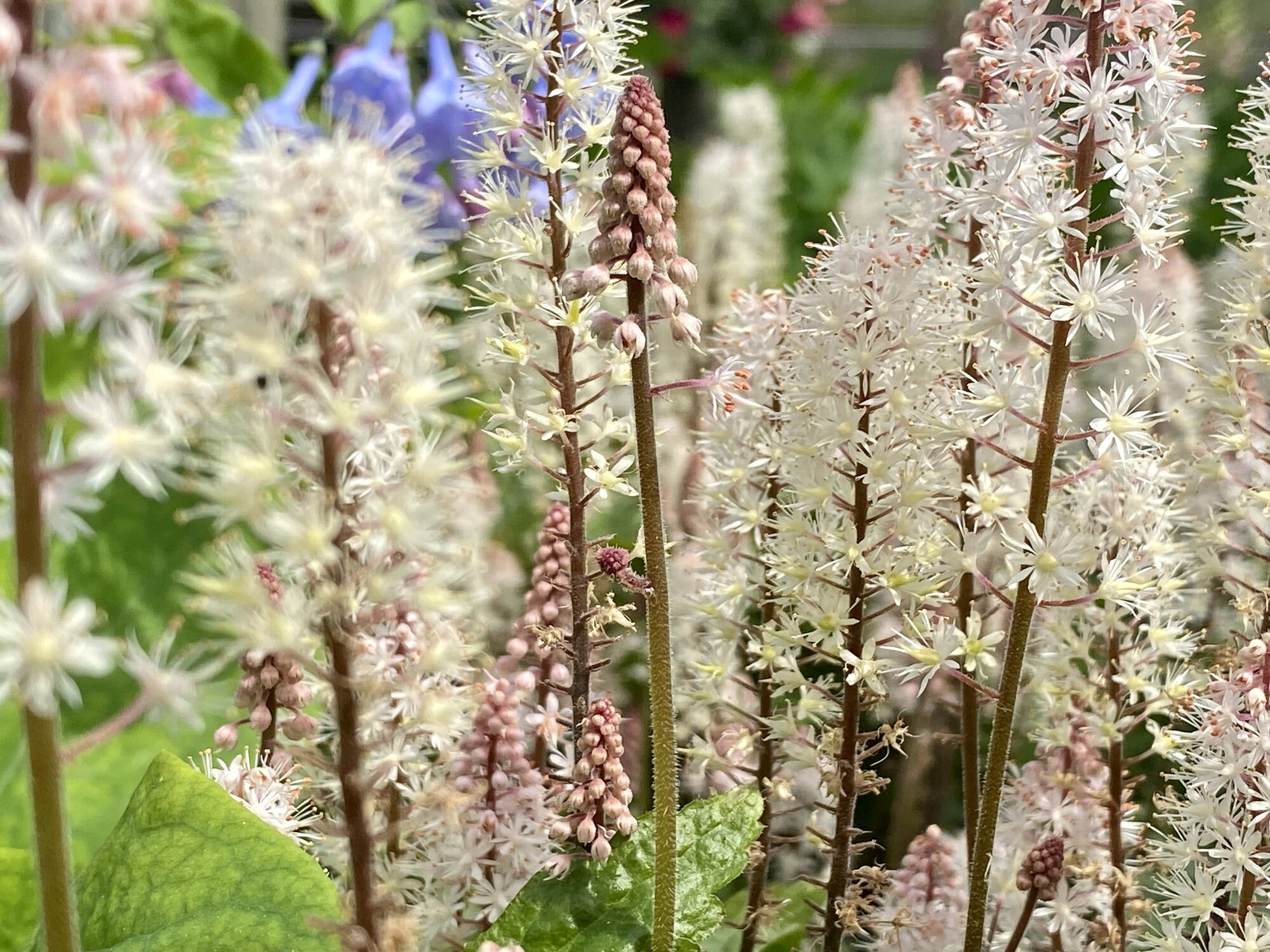 Springtacular Flower 31.jpg