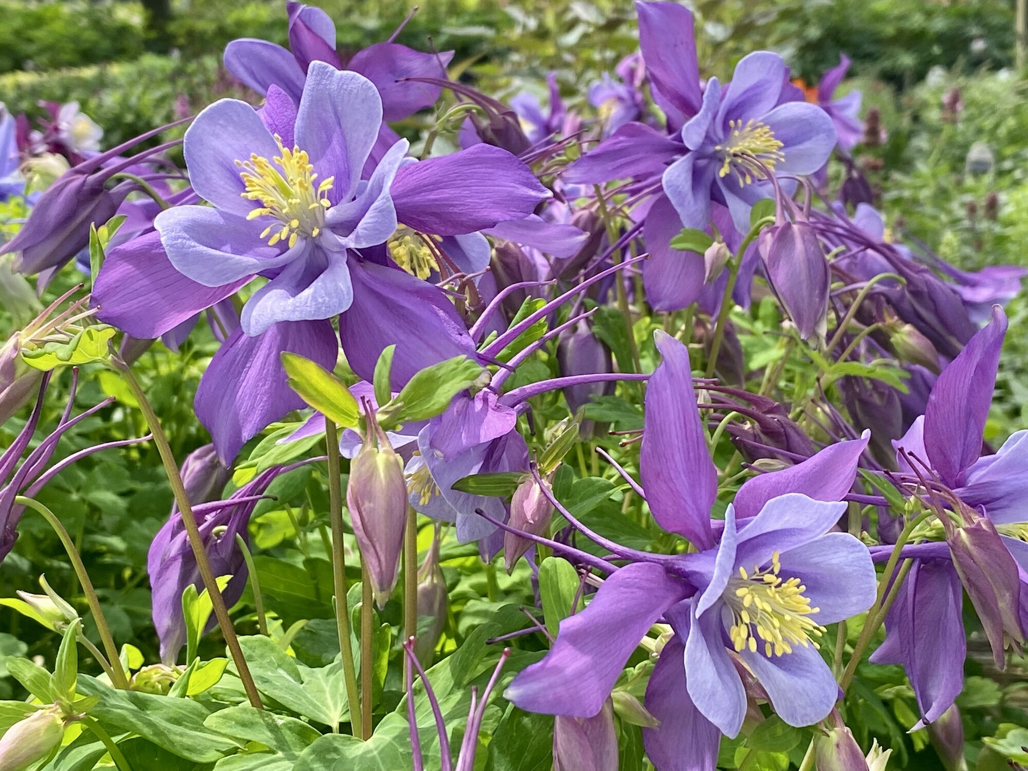 Springtacular Flower 33.jpg