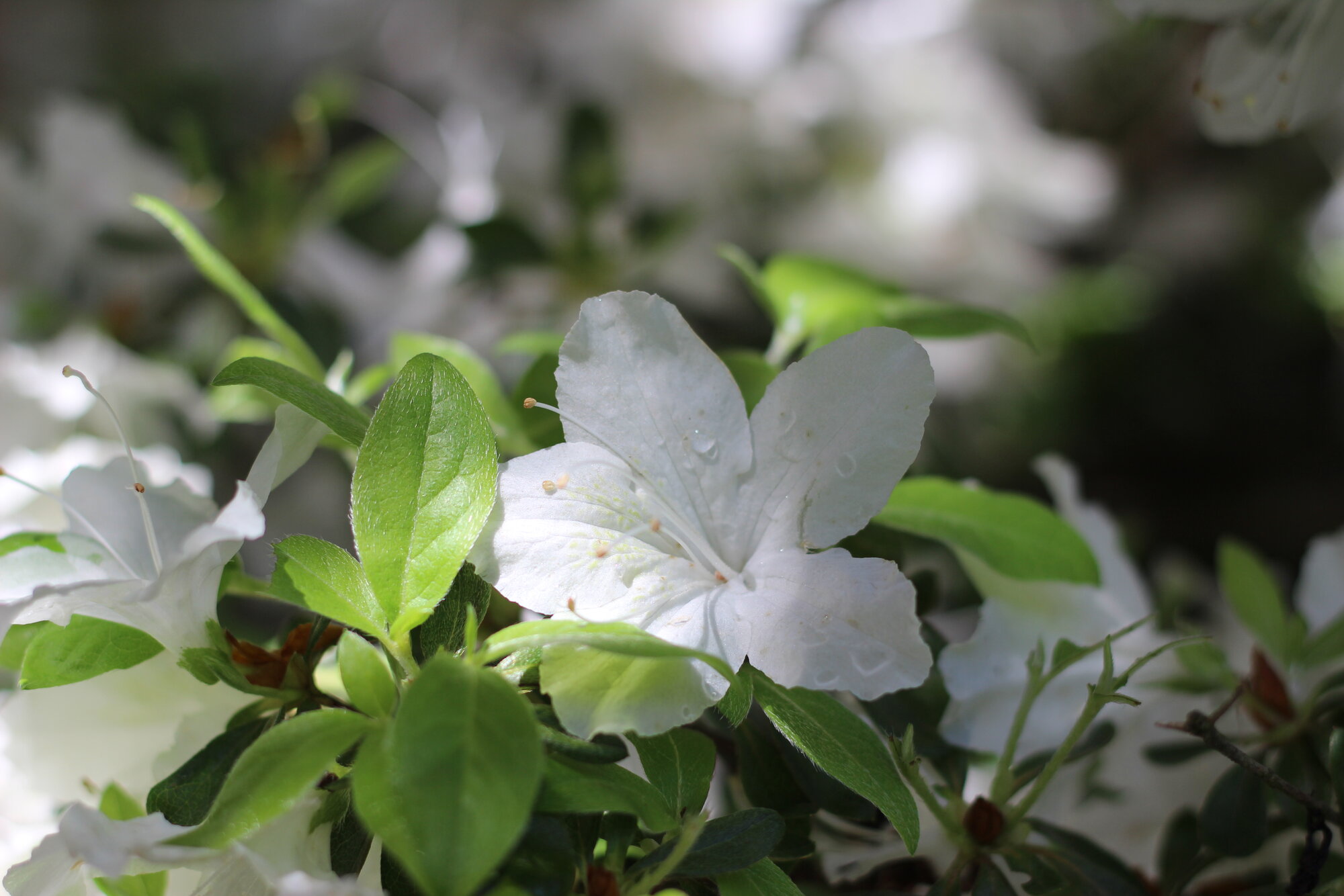 Springtacular Flower 35.jpg