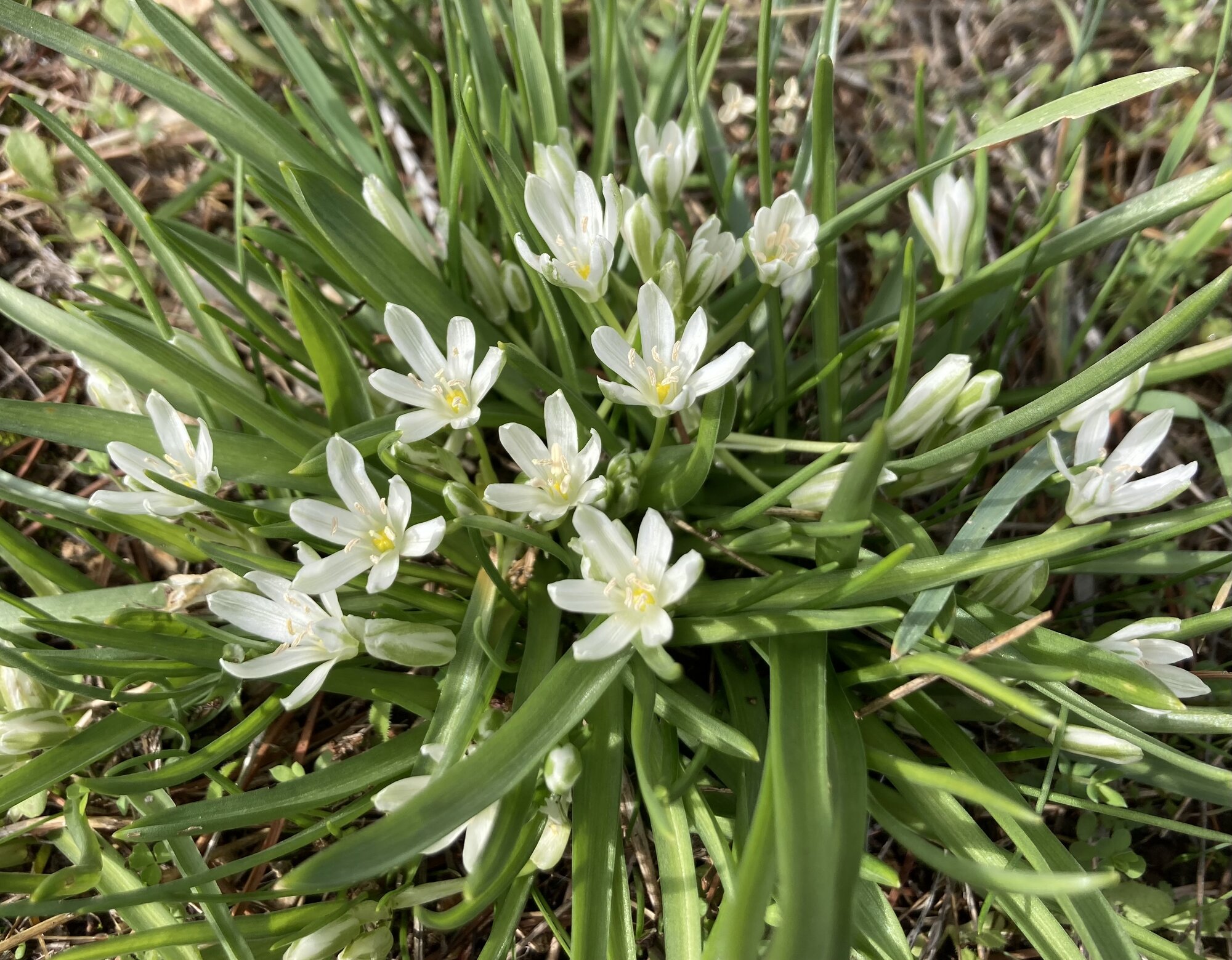 Springtacular Flower 37.jpg