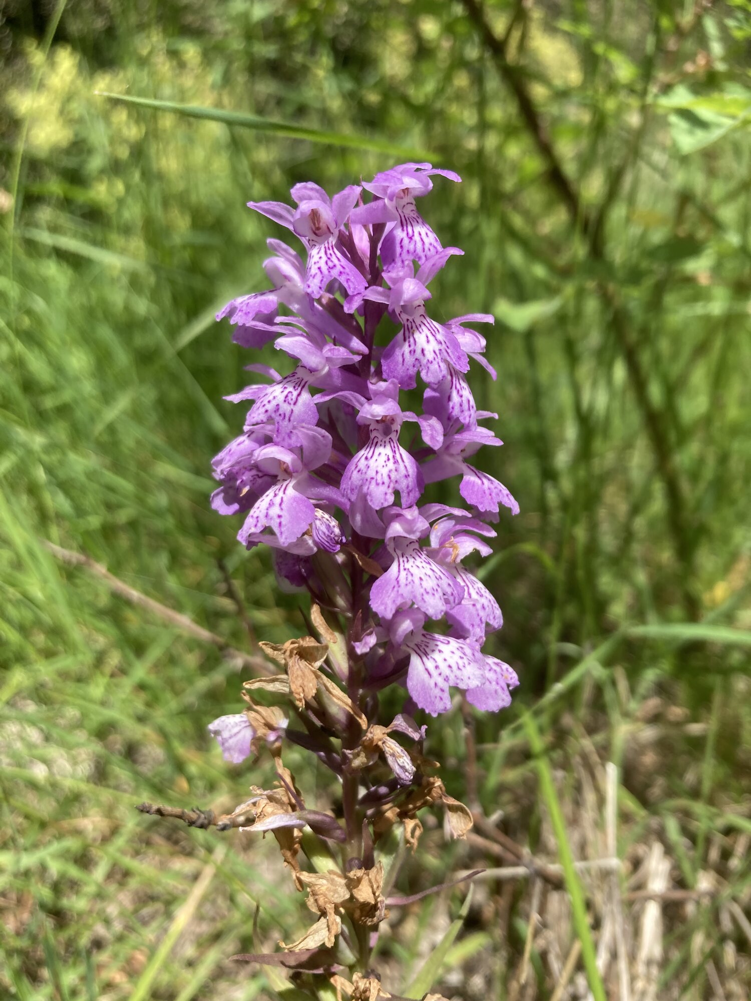 Springtacular Flower 38.jpg