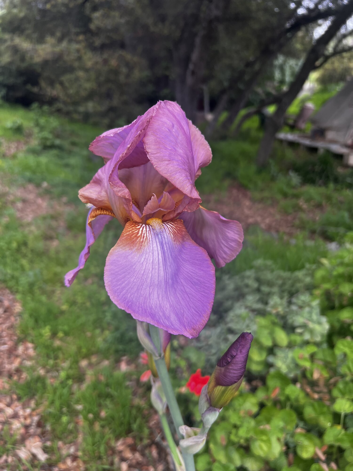 Springtacular Flower 39.jpg