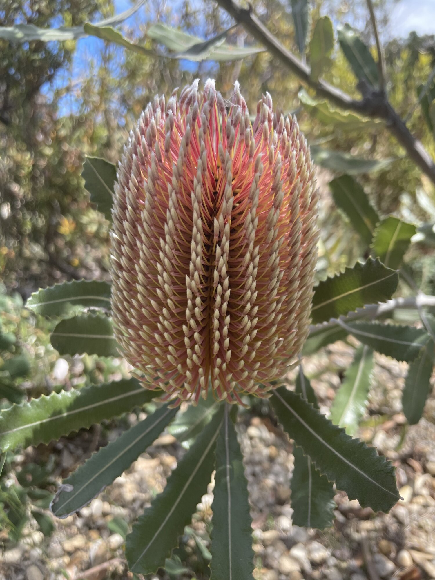 Springtacular Flower 4.jpg