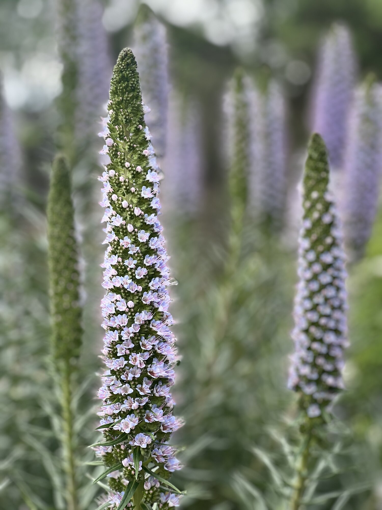 Springtacular Flower 40.jpg