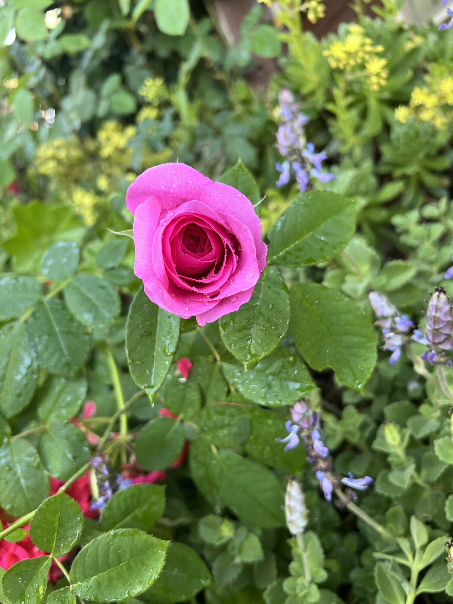 Springtacular Flower 41.jpg