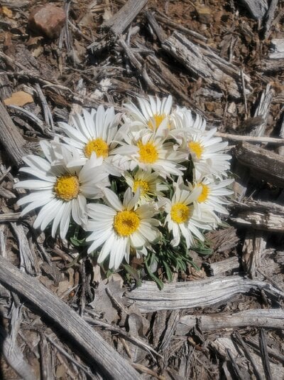 Springtacular Flower 42.jpg