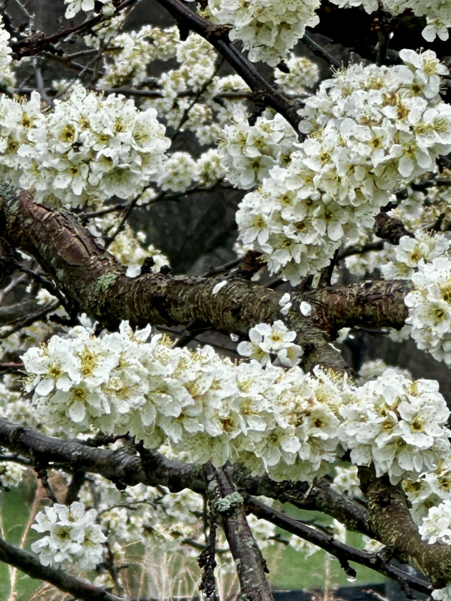 Springtacular Flower 44.jpg