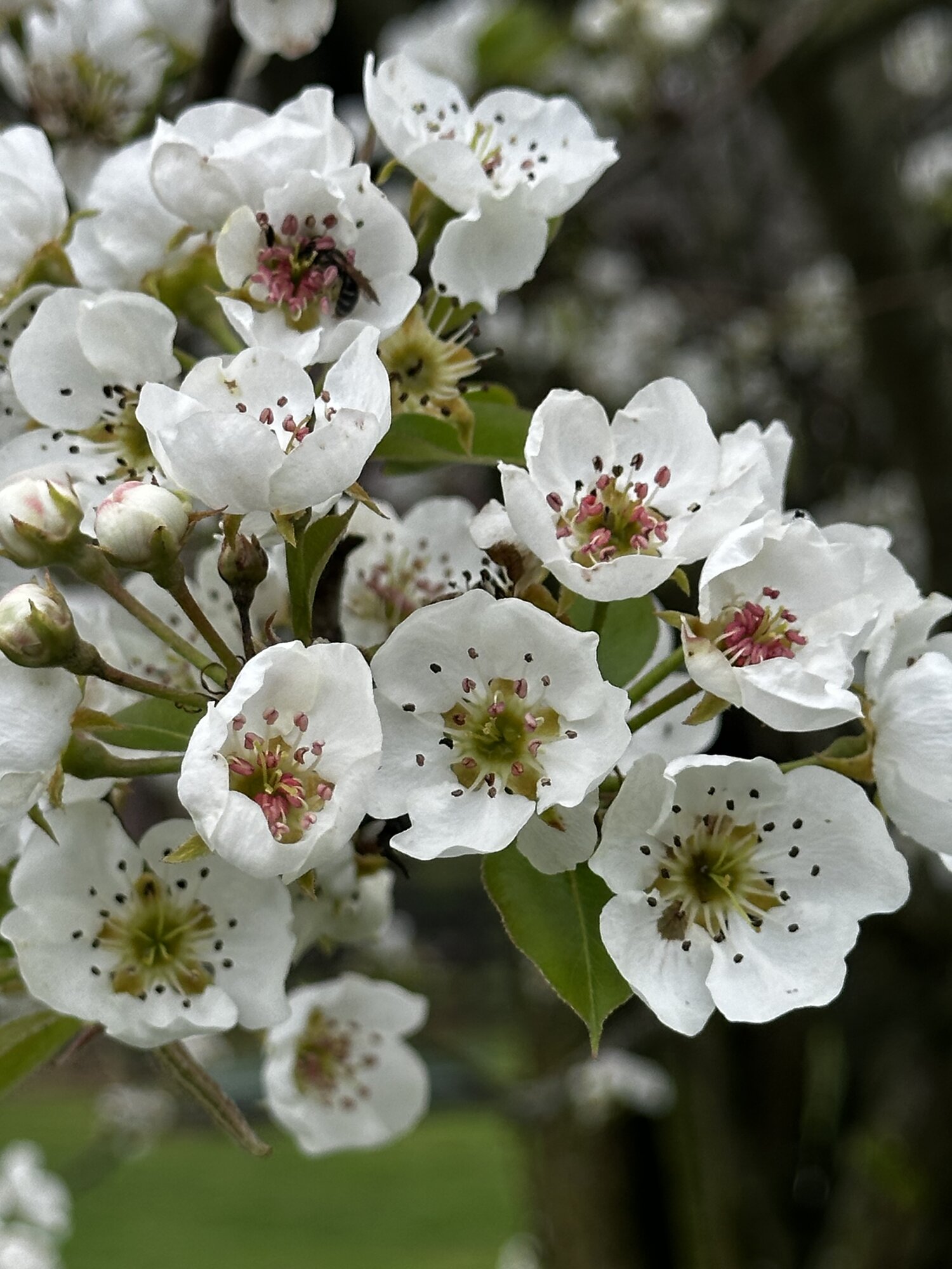 Springtacular Flower 46.jpg