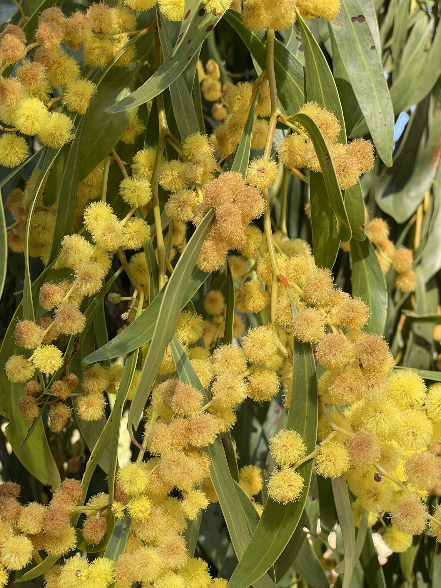 Springtacular Flower 5.jpg