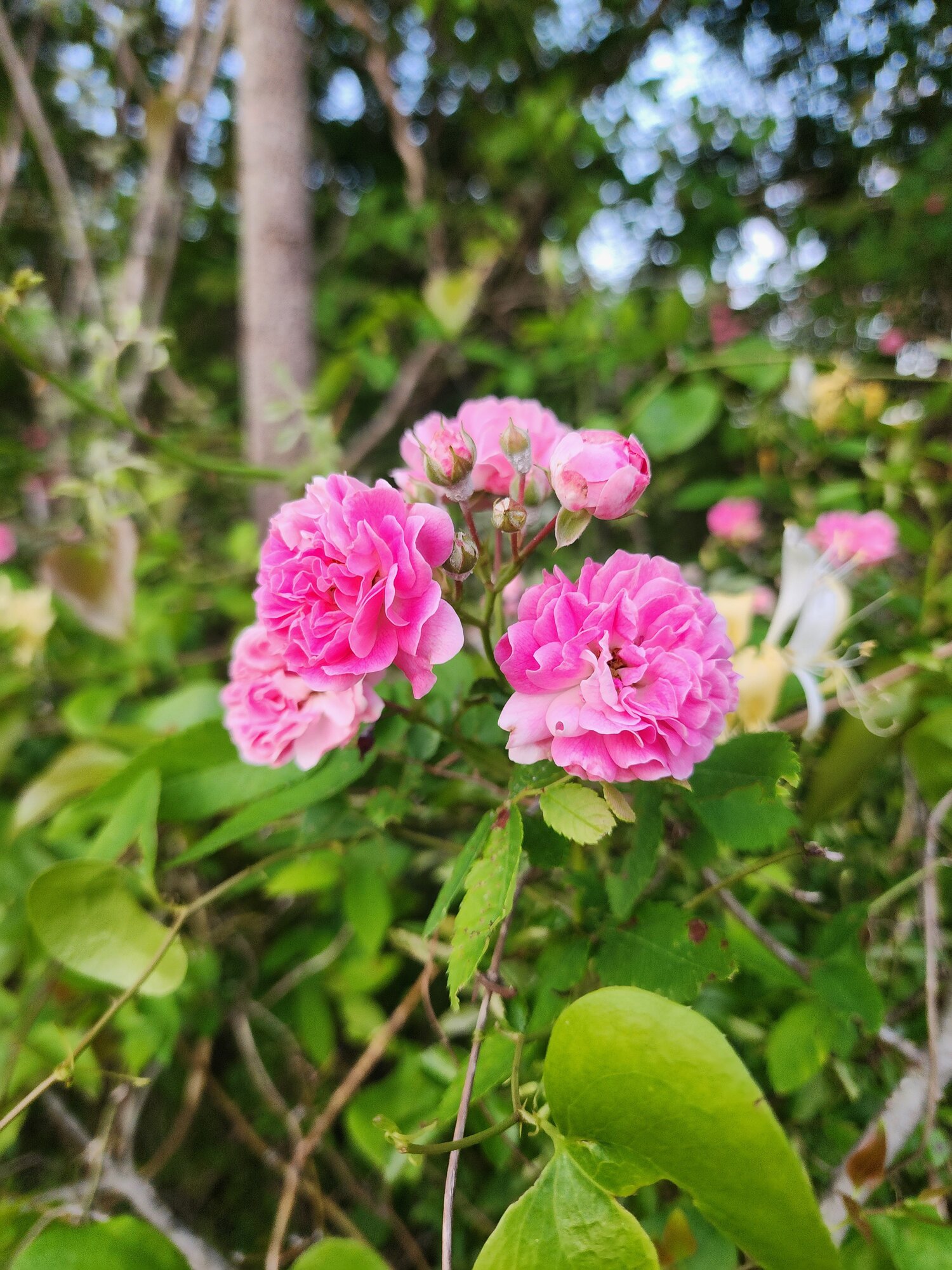 Springtacular Flower 51.jpg