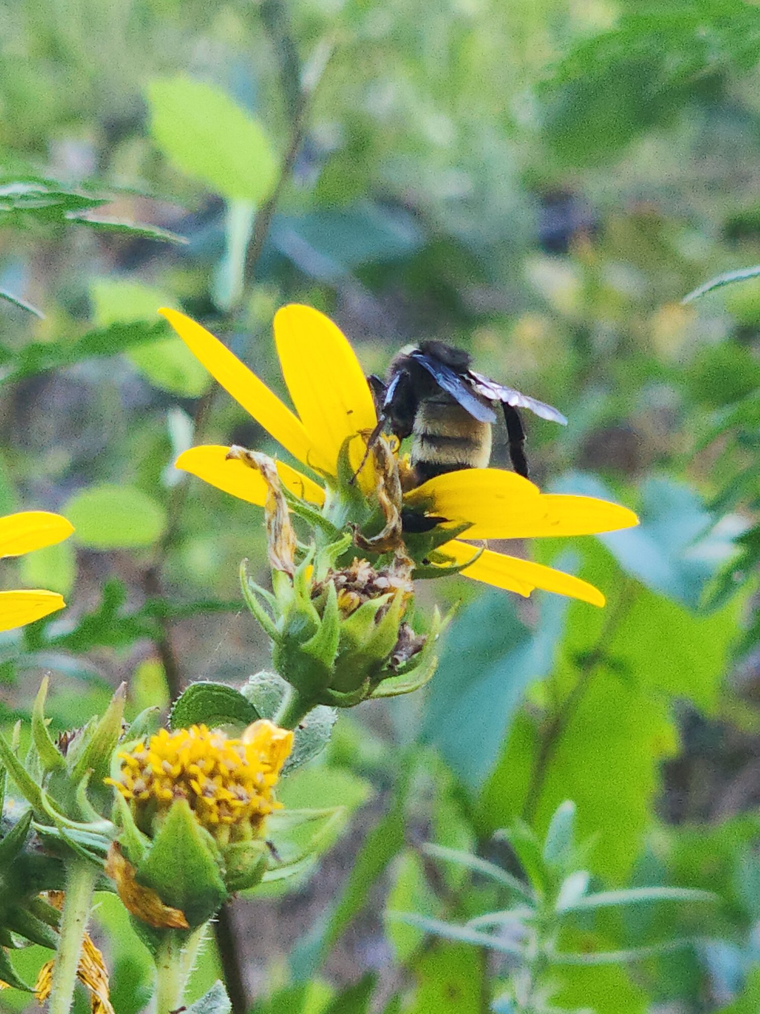 Springtacular Flower 52.jpg