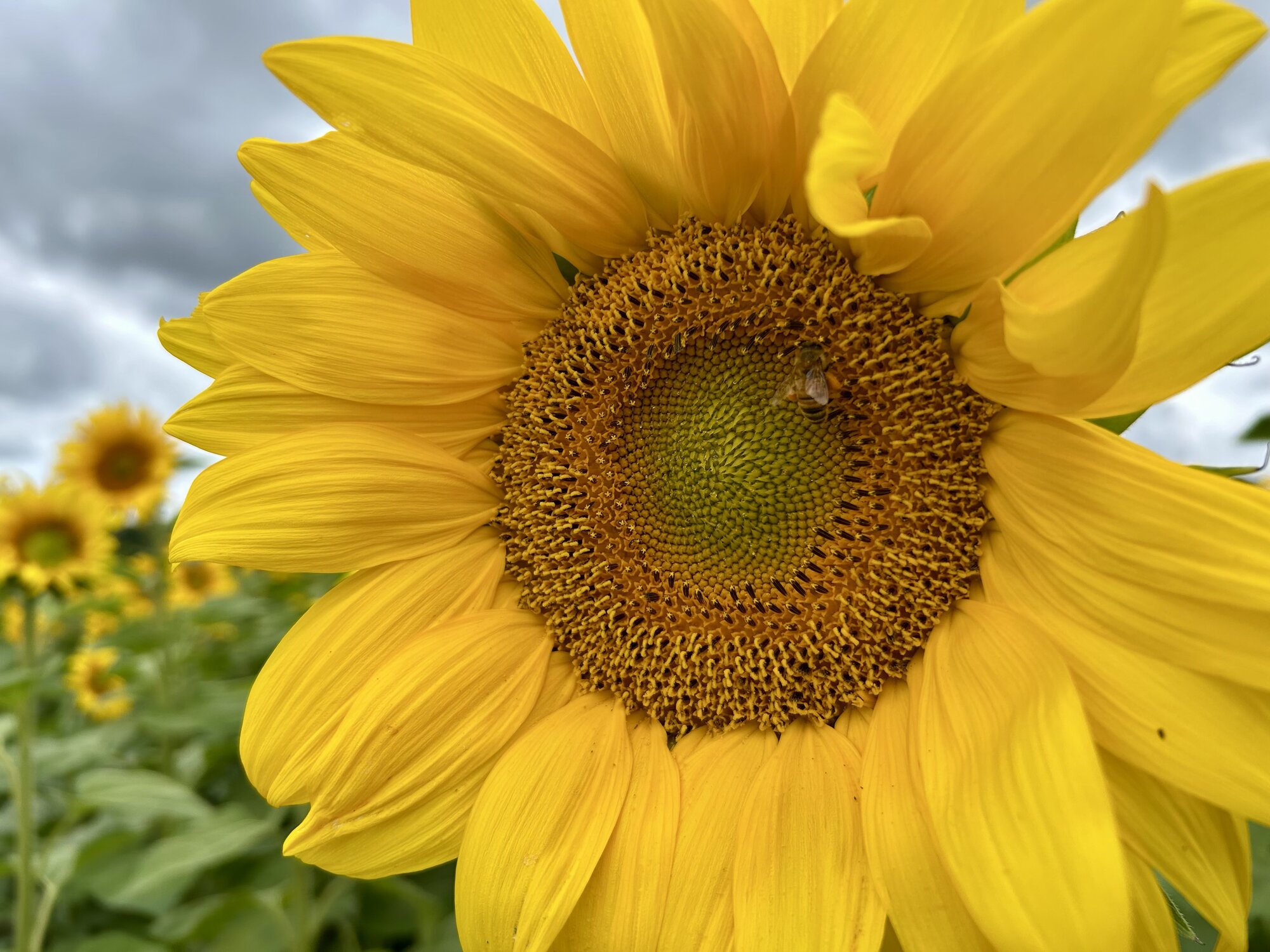 Springtacular Flower 53.jpg