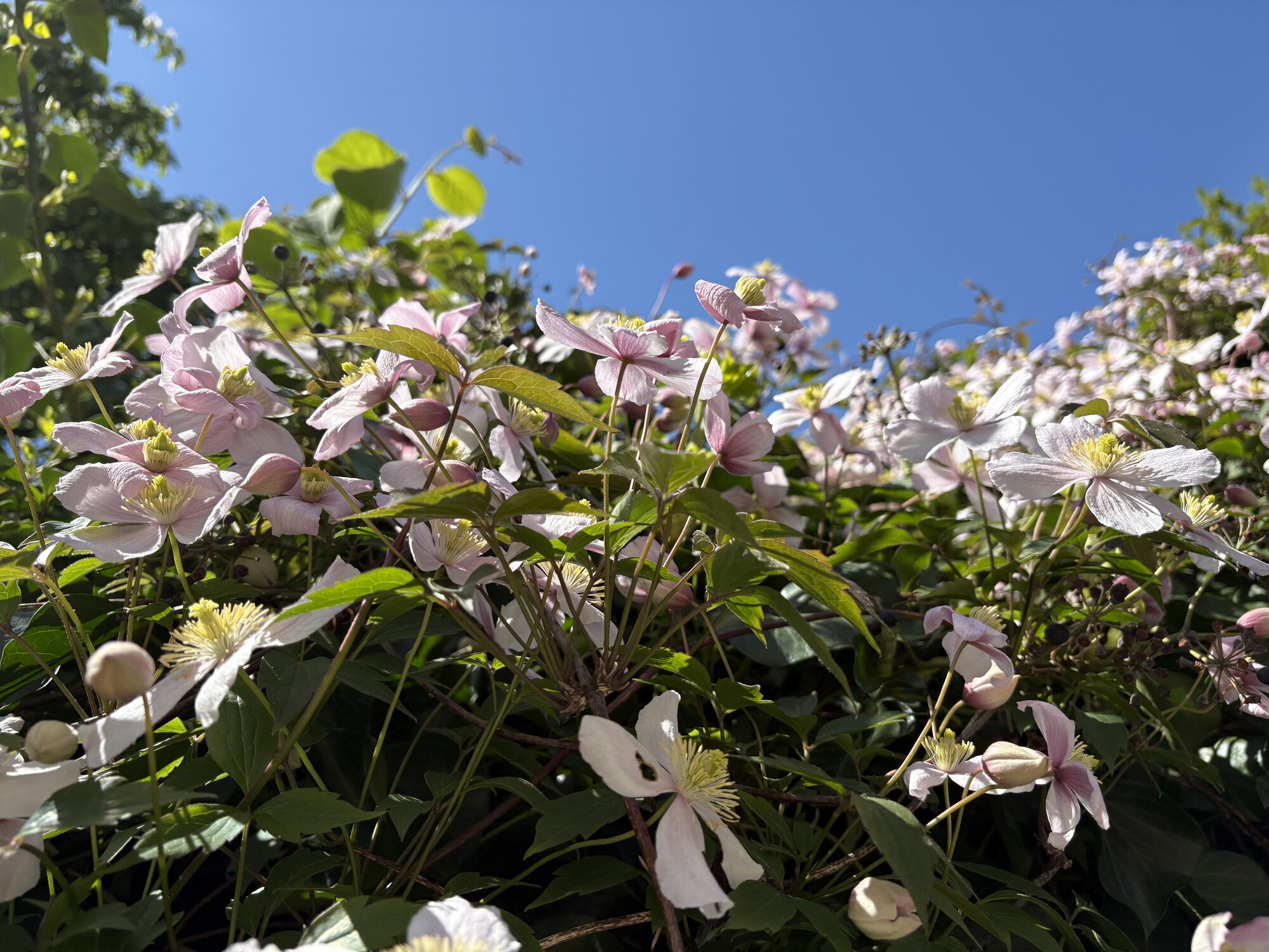 Springtacular Flower 56.jpg