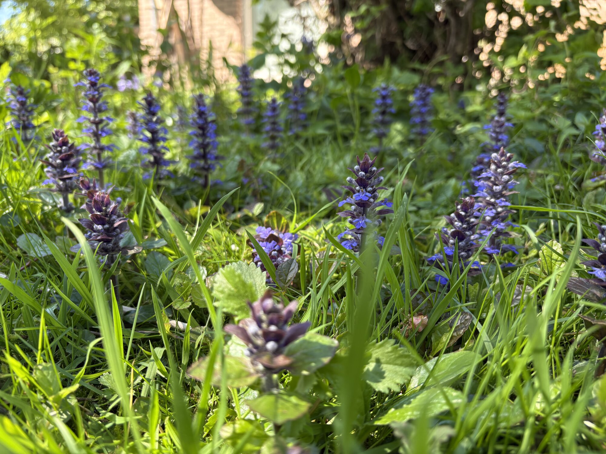 Springtacular Flower 58.jpg