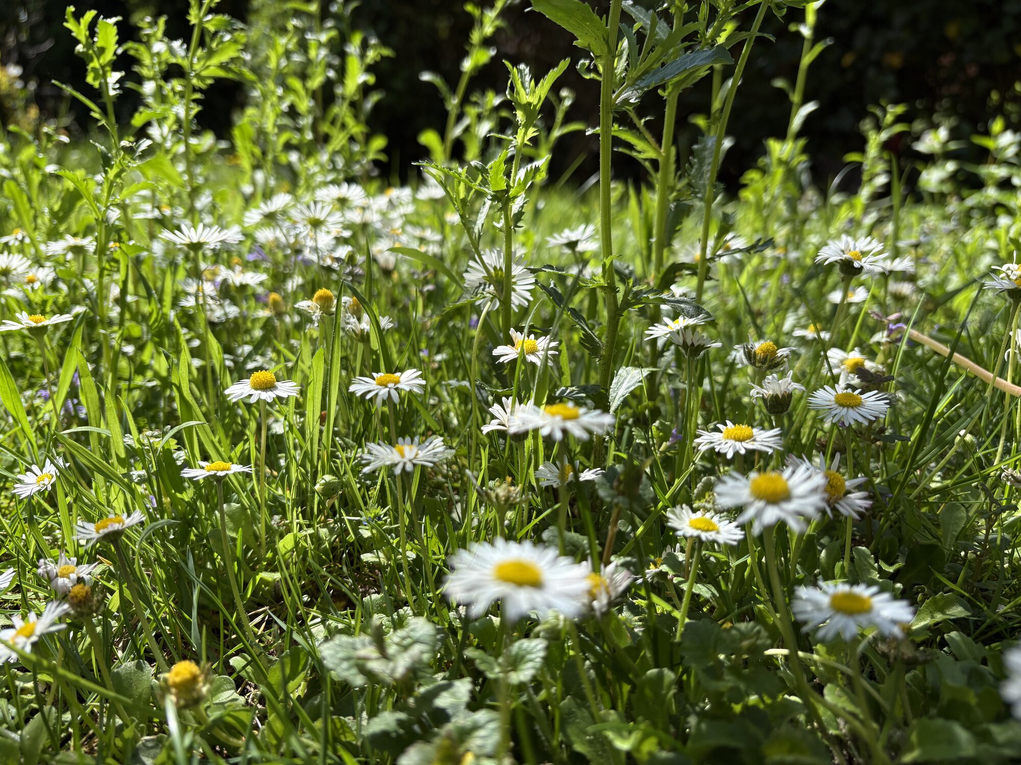 Springtacular Flower 59.jpg