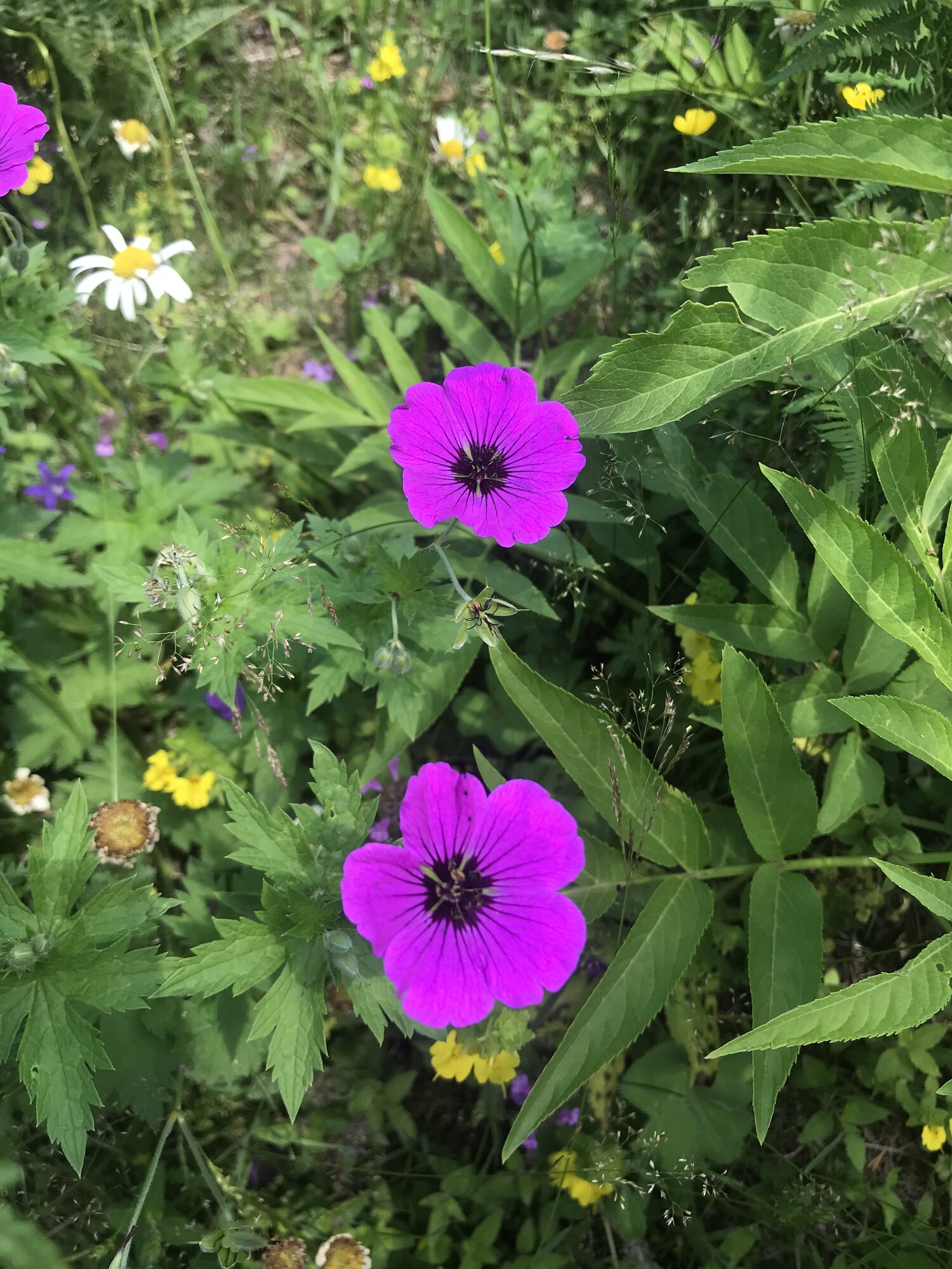 Springtacular Flower 60.jpg