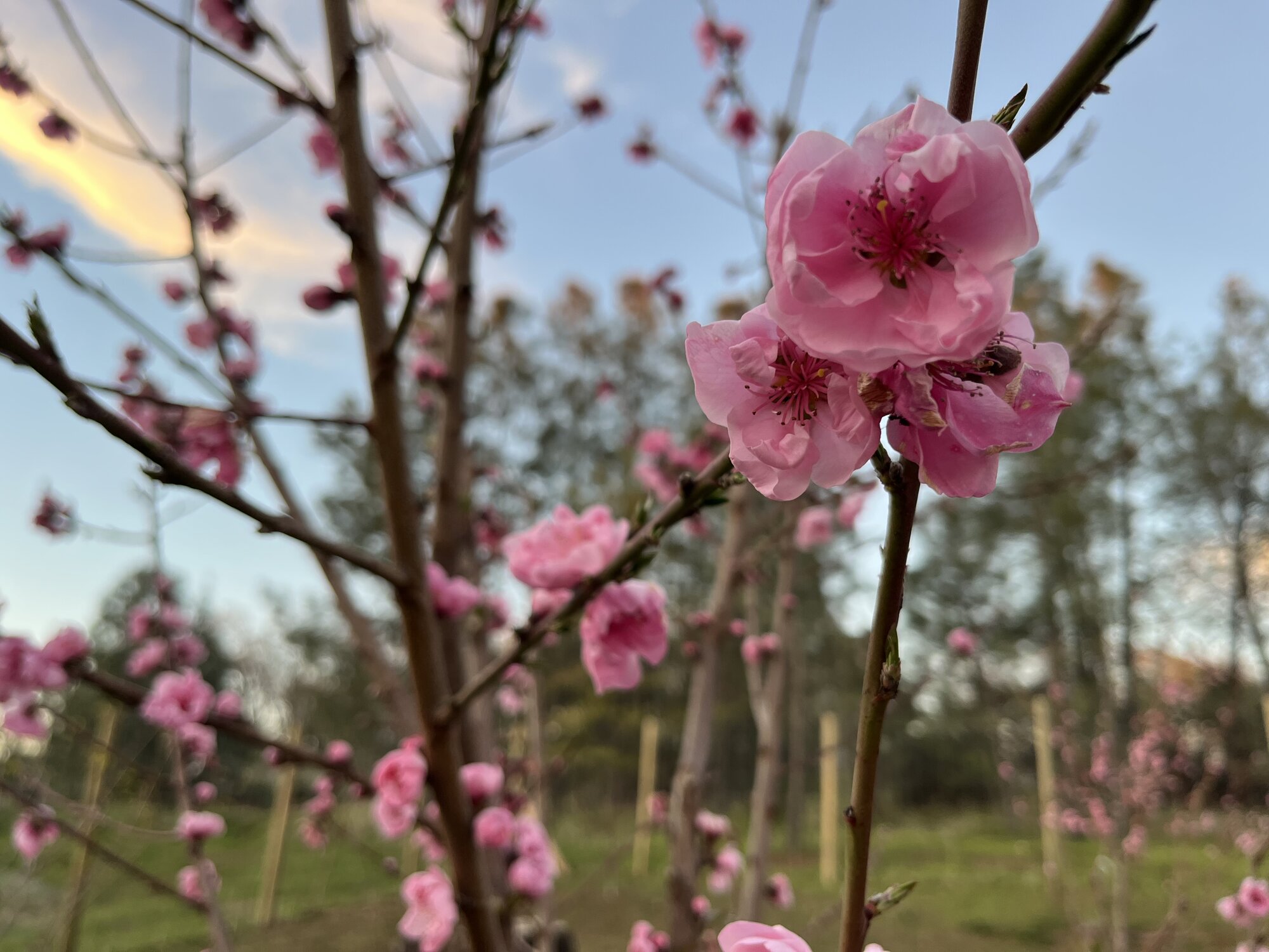 Springtacular Flower 61.jpg