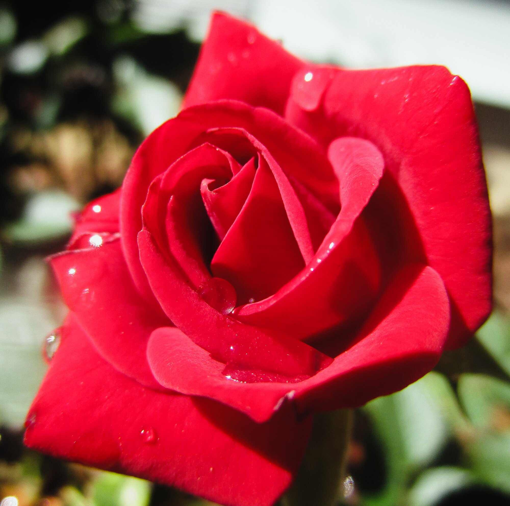 Springtacular Flower 63.jpg