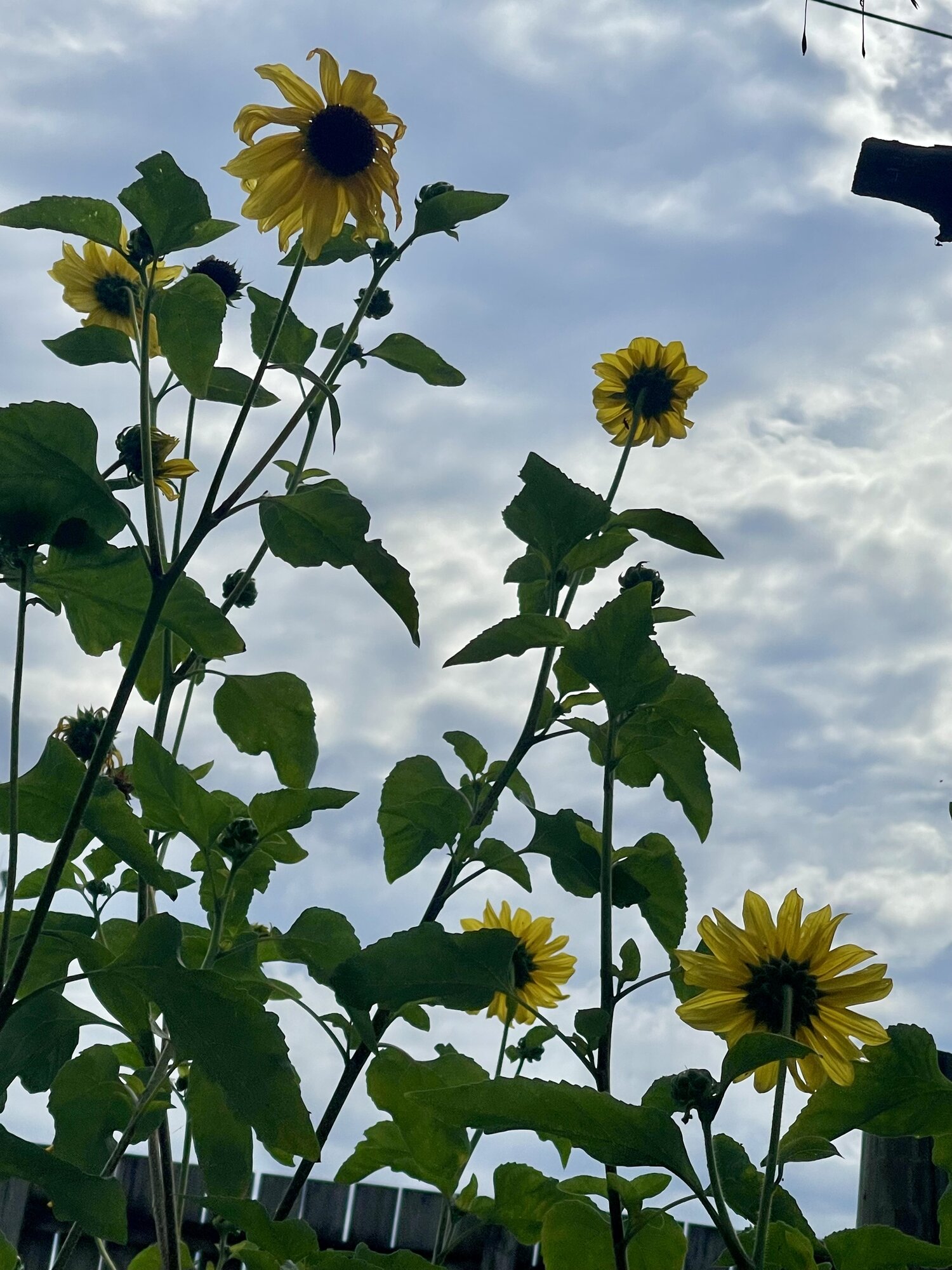 Springtacular Flower 64.jpg