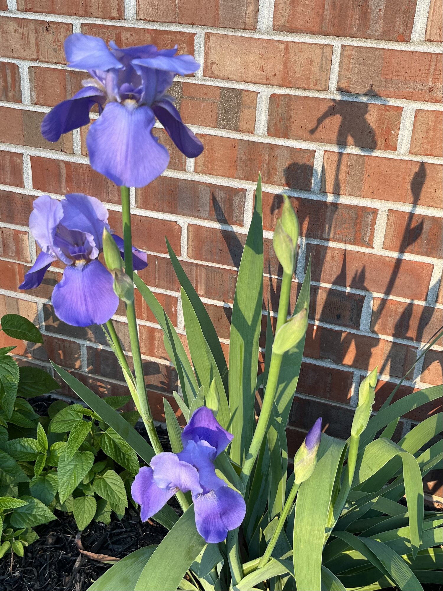 Springtacular Flower 65.jpg