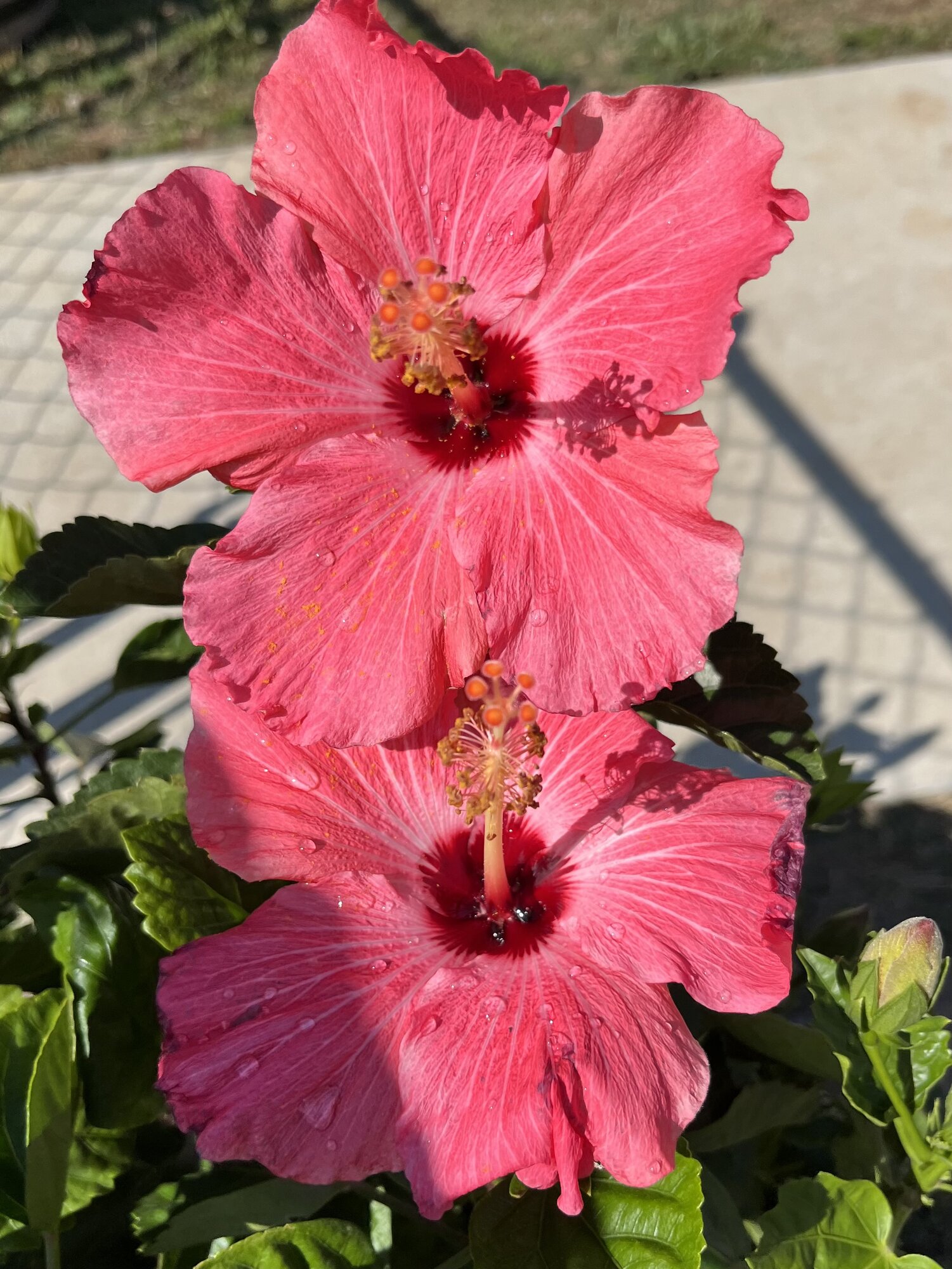 Springtacular Flower 66.jpg