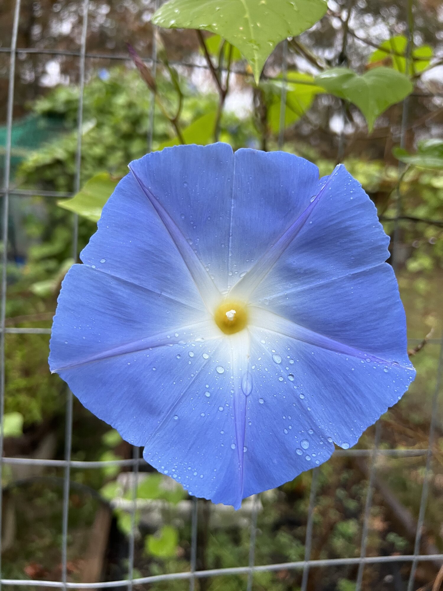 Springtacular Flower 67.jpg