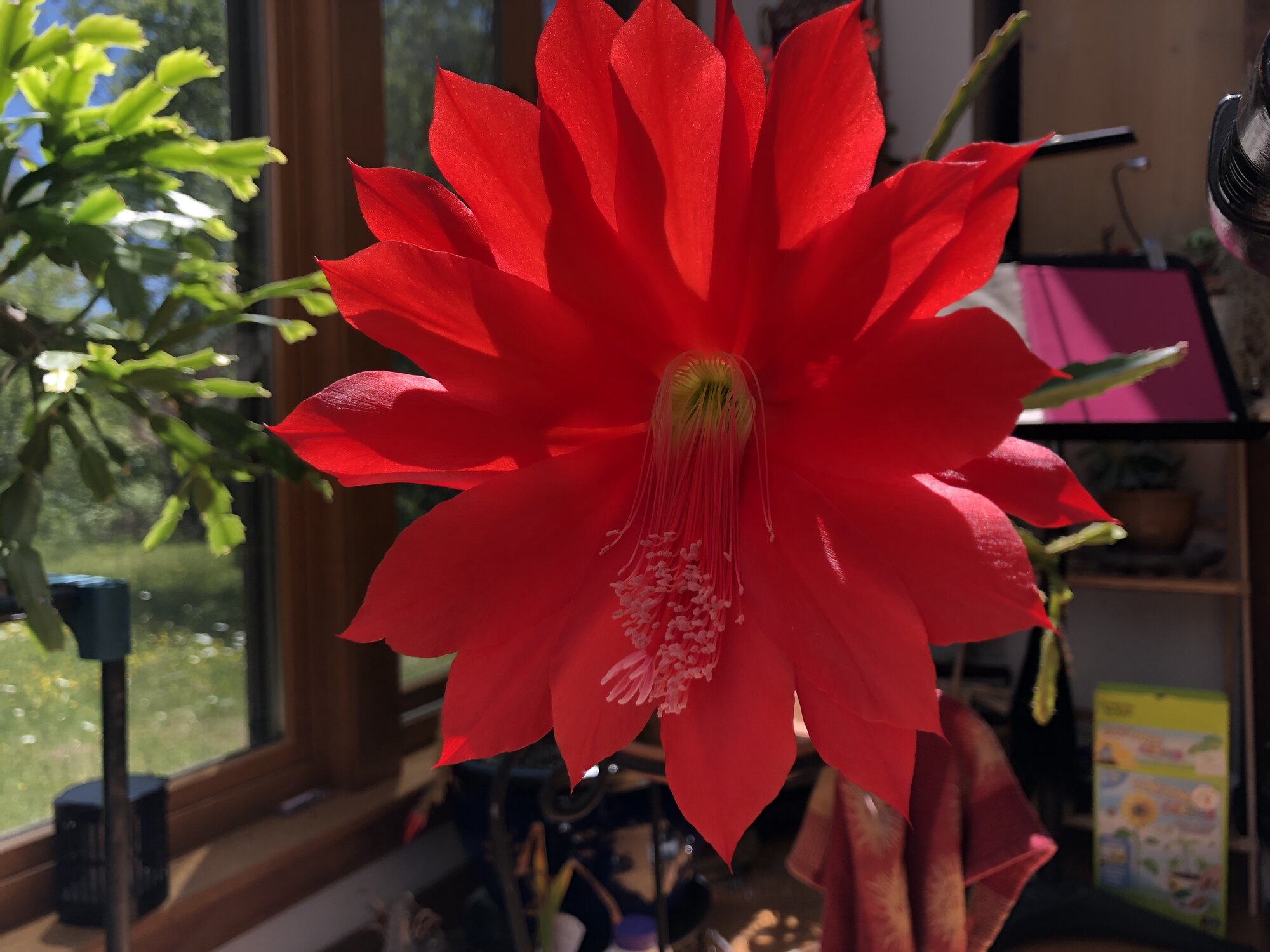 Springtacular Flower 69.jpg