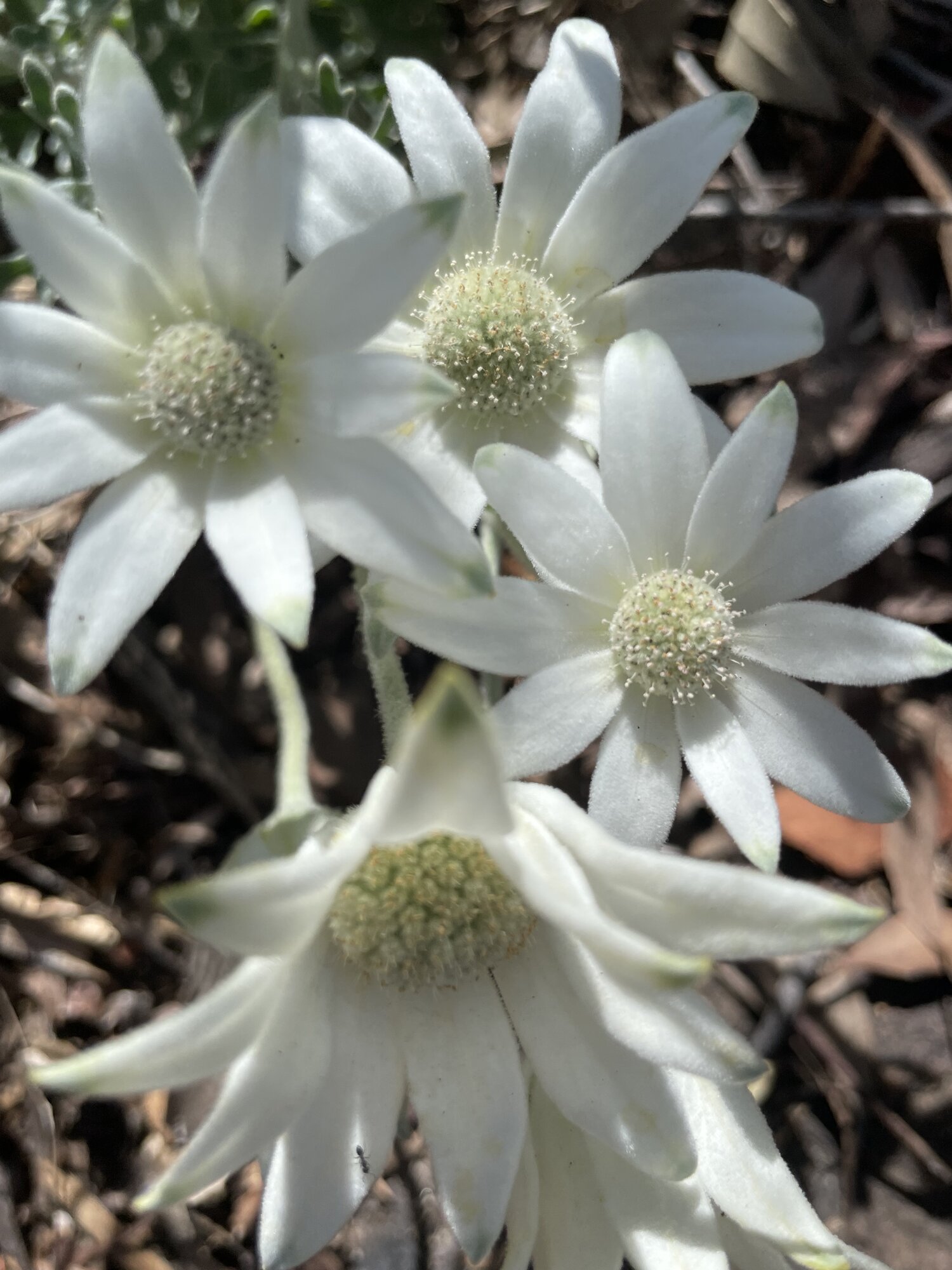 Springtacular Flower 7.jpg