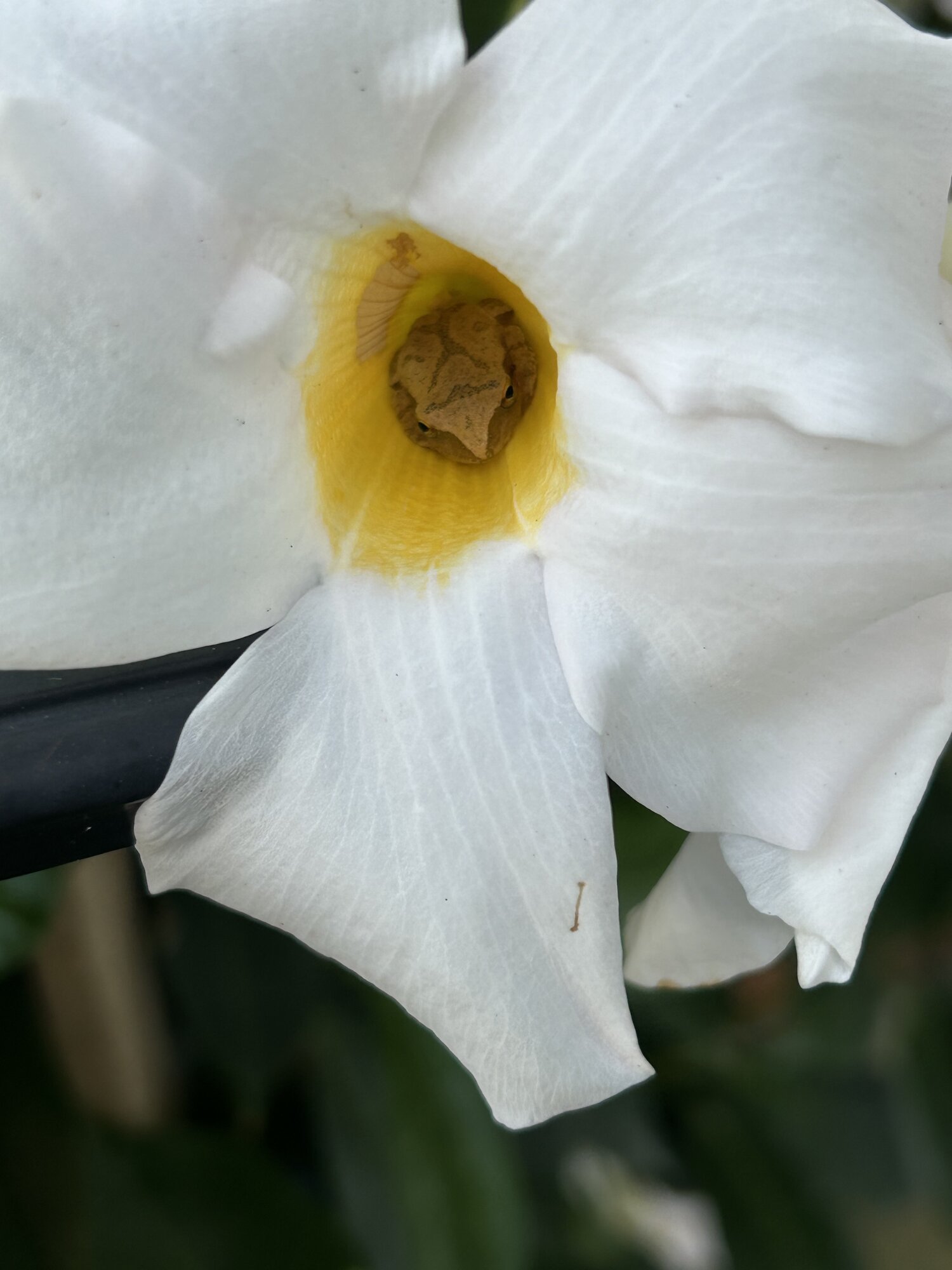 Springtacular Flower 70.jpg