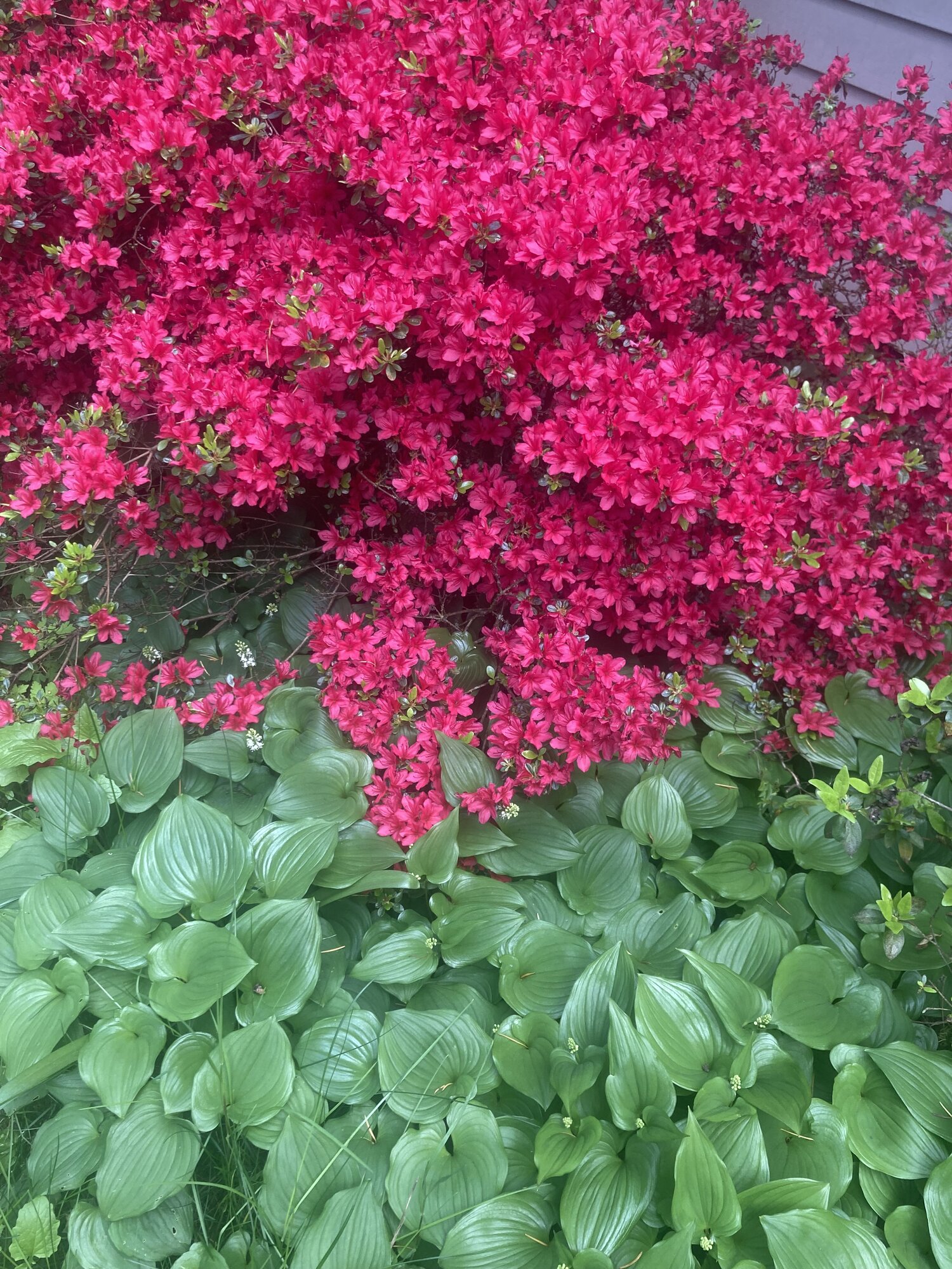 Springtacular Flower 71.jpg