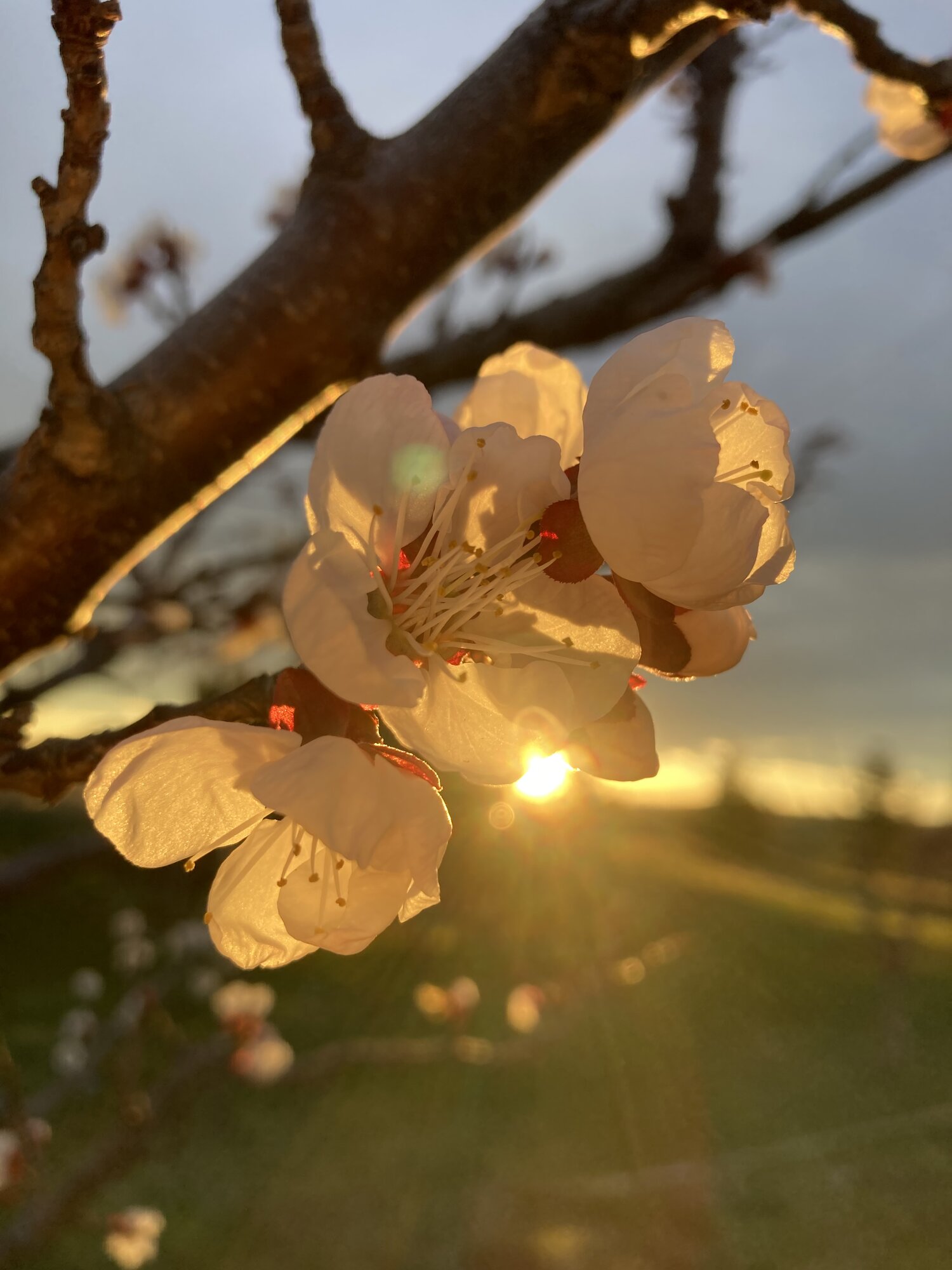 Springtacular Flower 72.jpg