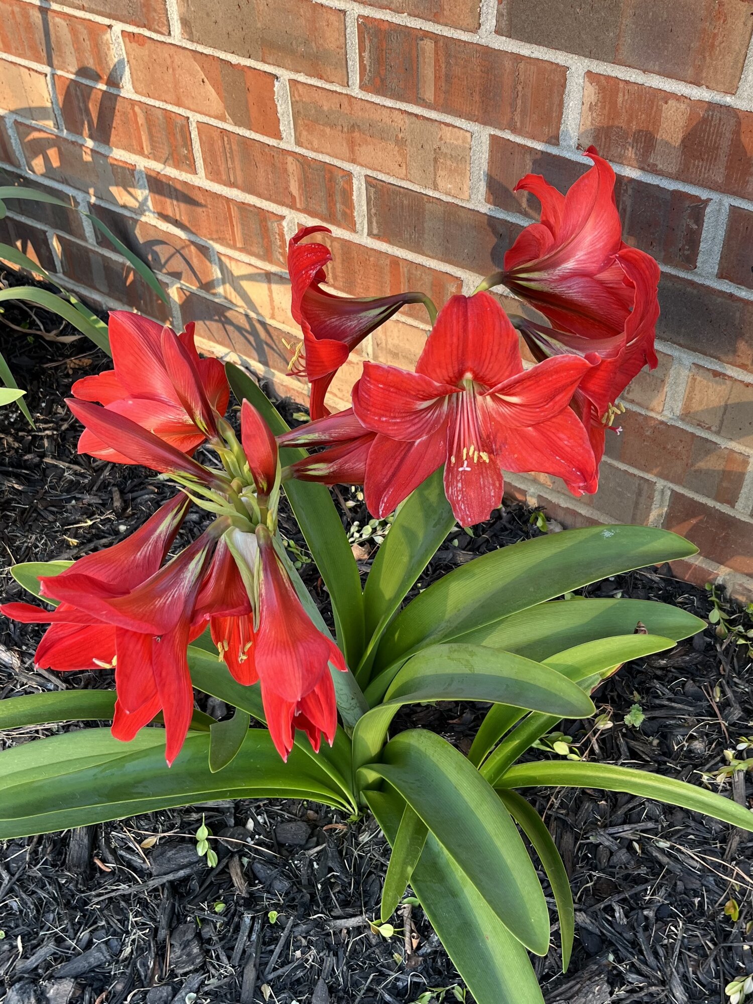 Springtacular Flower 73.jpg