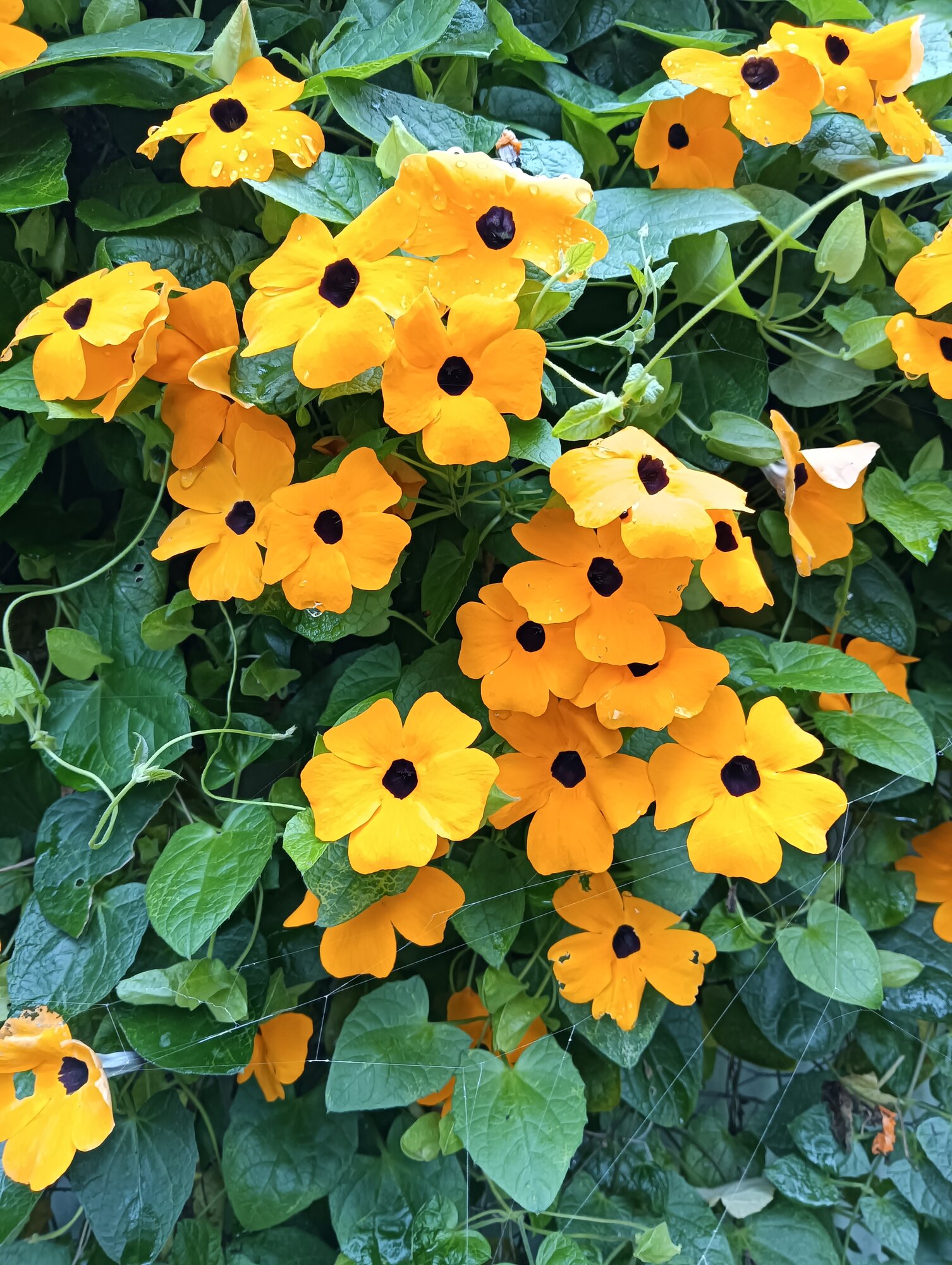 Springtacular Flower 75.jpg