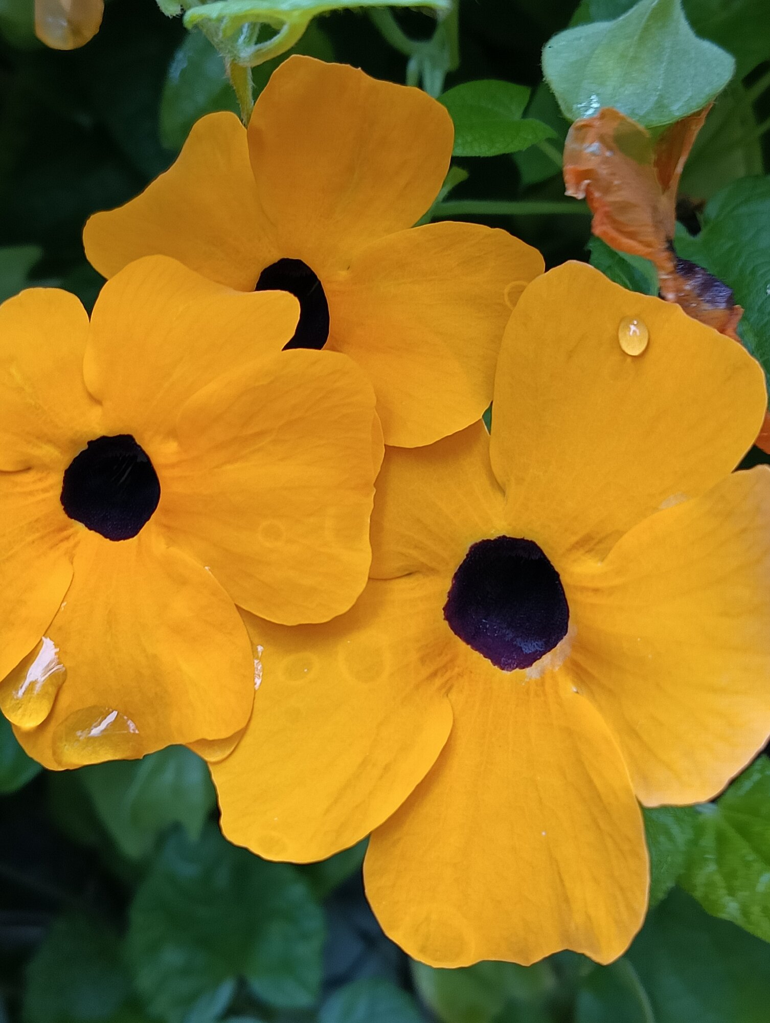 Springtacular Flower 76.jpg