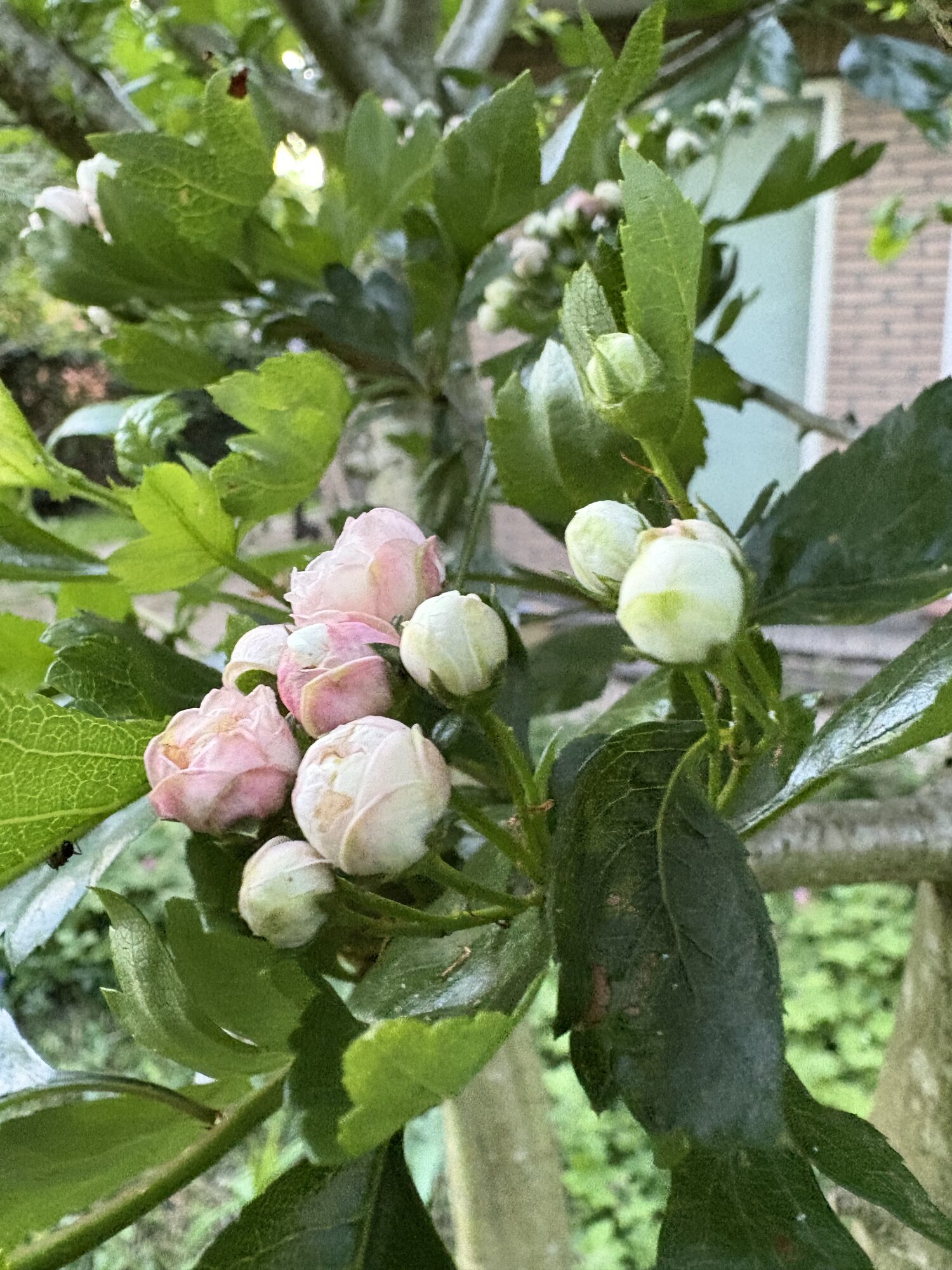 Springtacular Flower 77.jpg