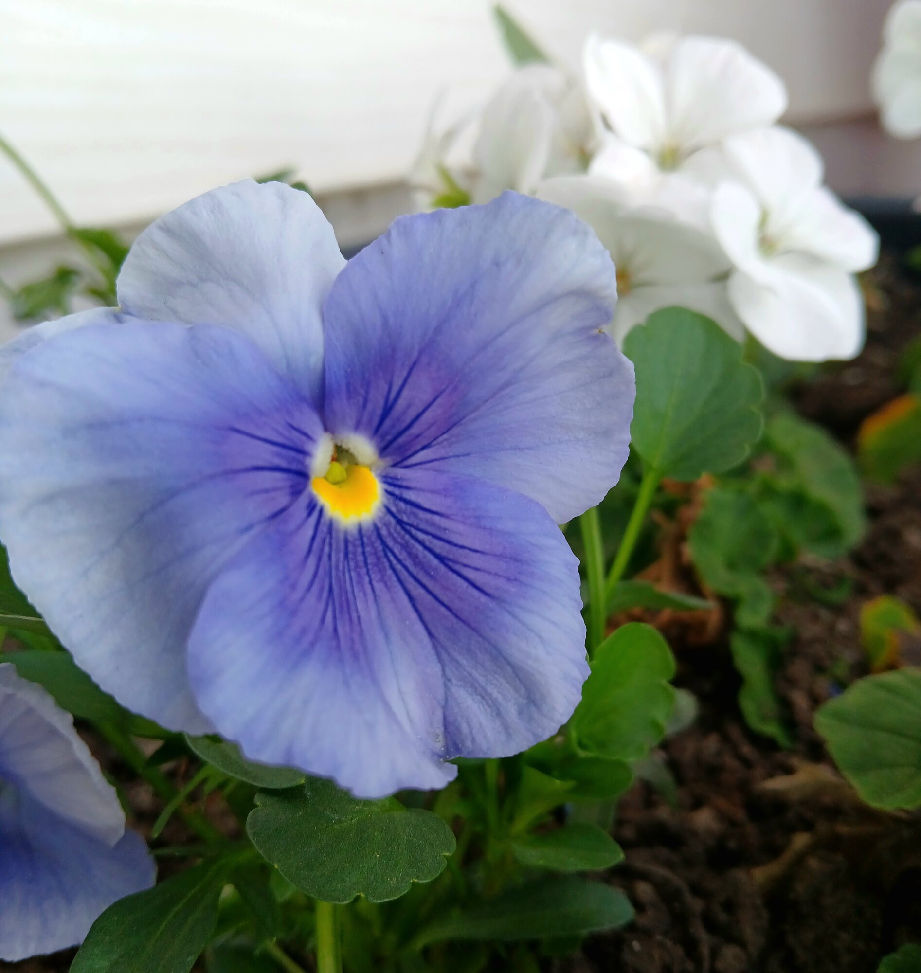 Springtacular Flower 78.jpg