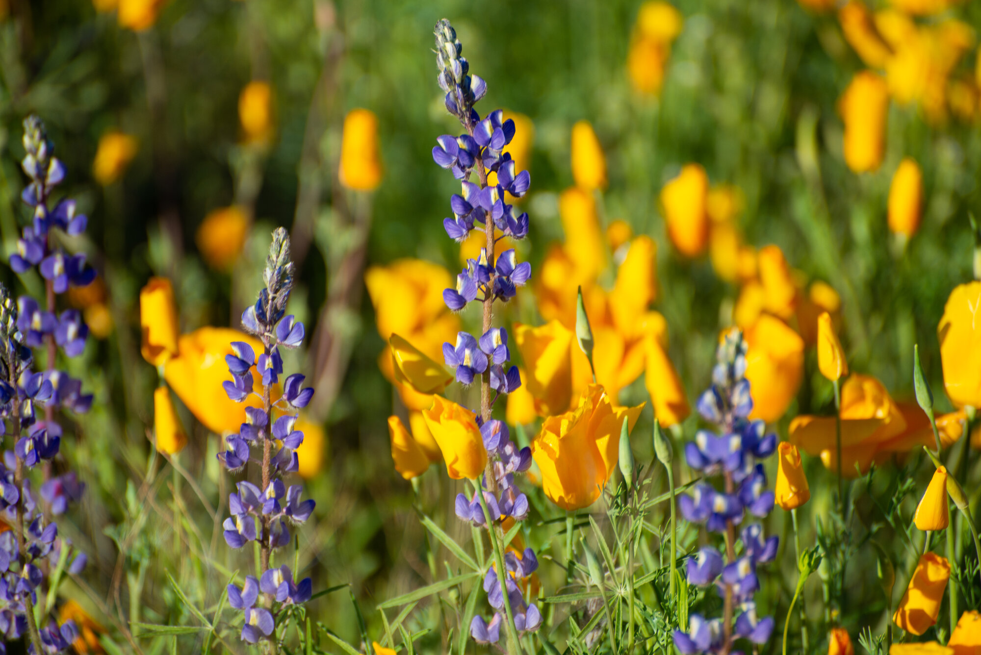 Springtacular Flower 79.jpg