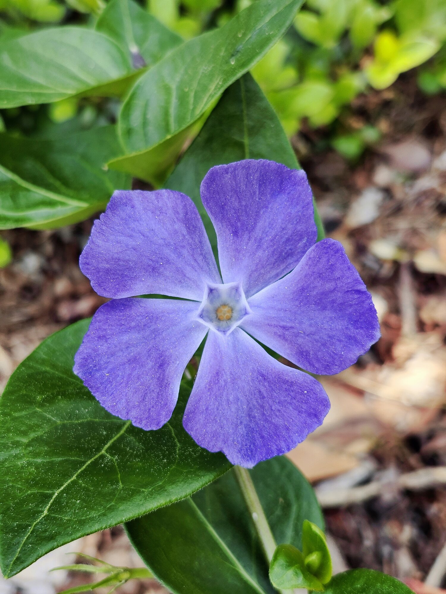 Springtacular Flower 8.jpg