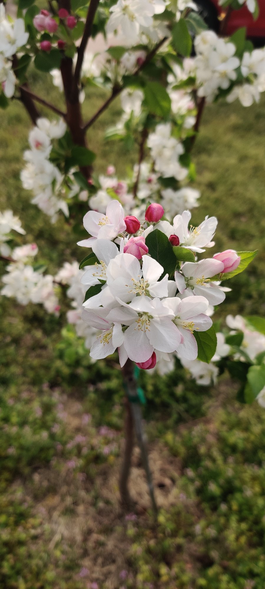 Springtacular Flower 80.jpg